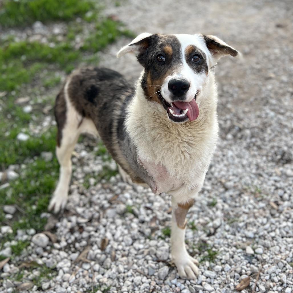 Enlarge Bronze, a Adoptable Border Collie in Houston, TX image 4/4