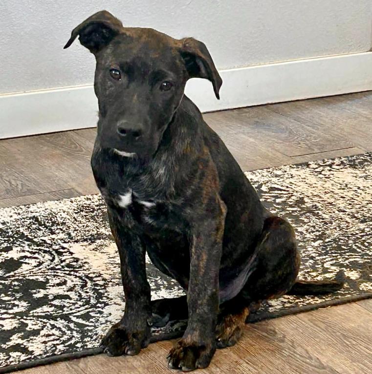 Enlarge Hunter, a ADOPTABLE mixed breed in Mead, CO image 2/6