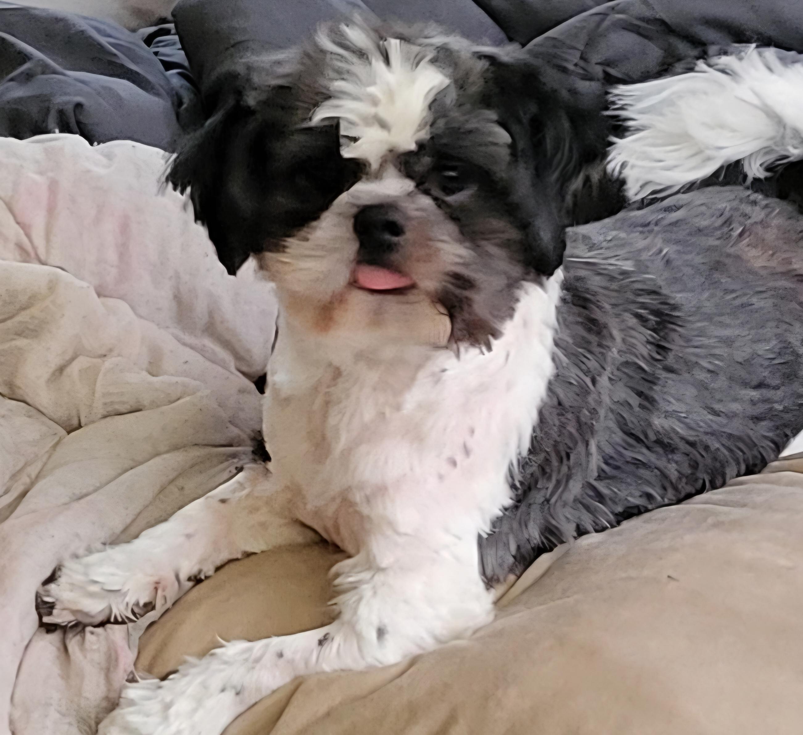 Teddy, a ADOPTABLE mixed breed in Youngstown, OH image 5/6