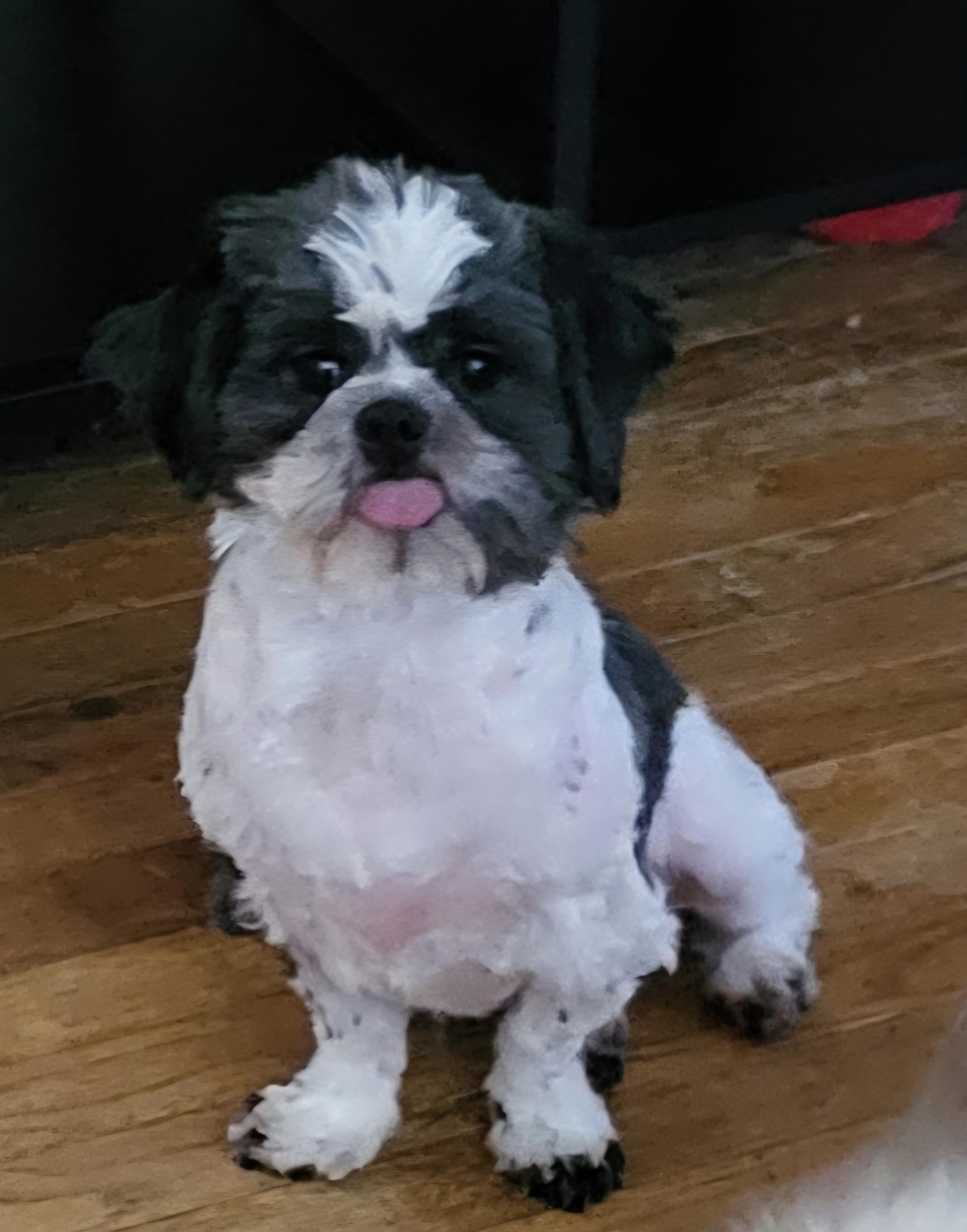 Teddy, a ADOPTABLE mixed breed in Youngstown, OH image 1/6