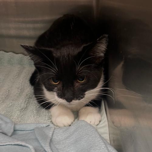 Barbara, Adoptable, Young Female Domestic Short Hair.