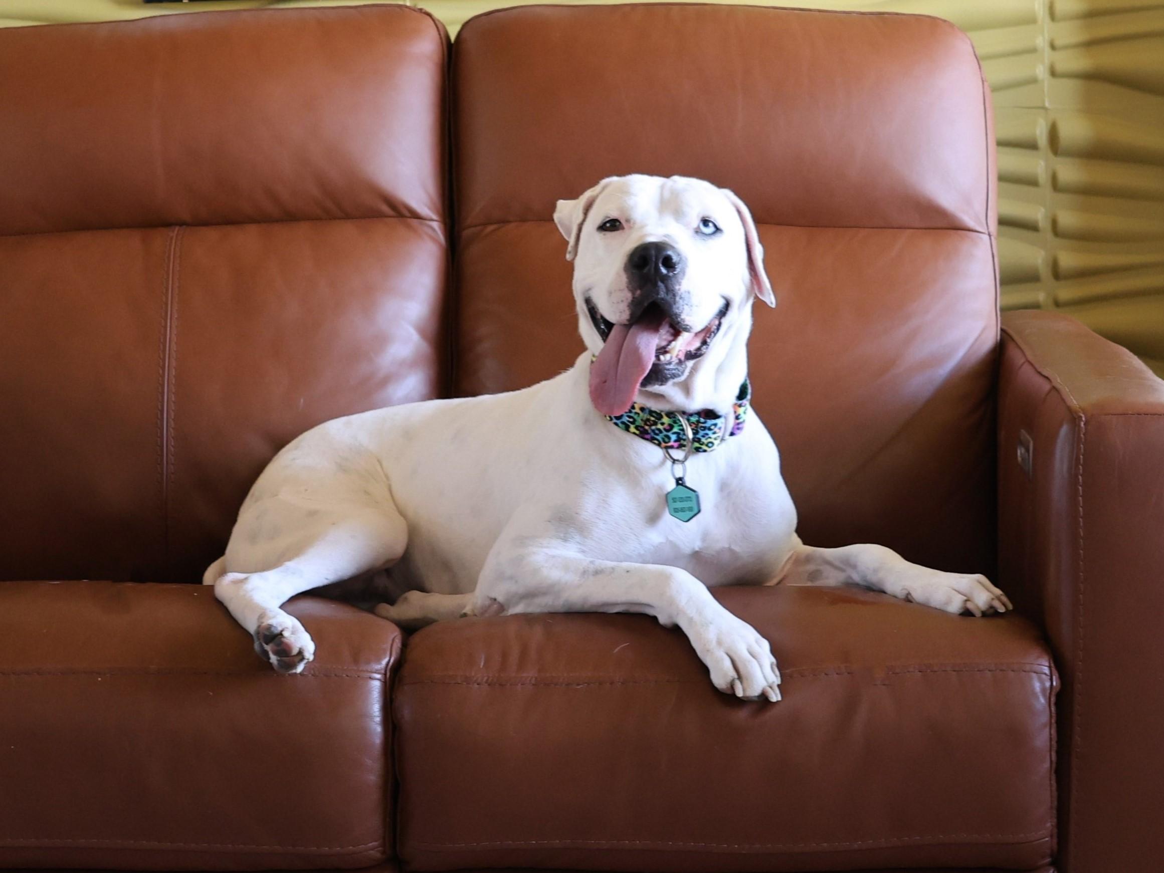 Enlarge Snow , a Adoptable mixed breed in Sioux Falls, SD image 2/6