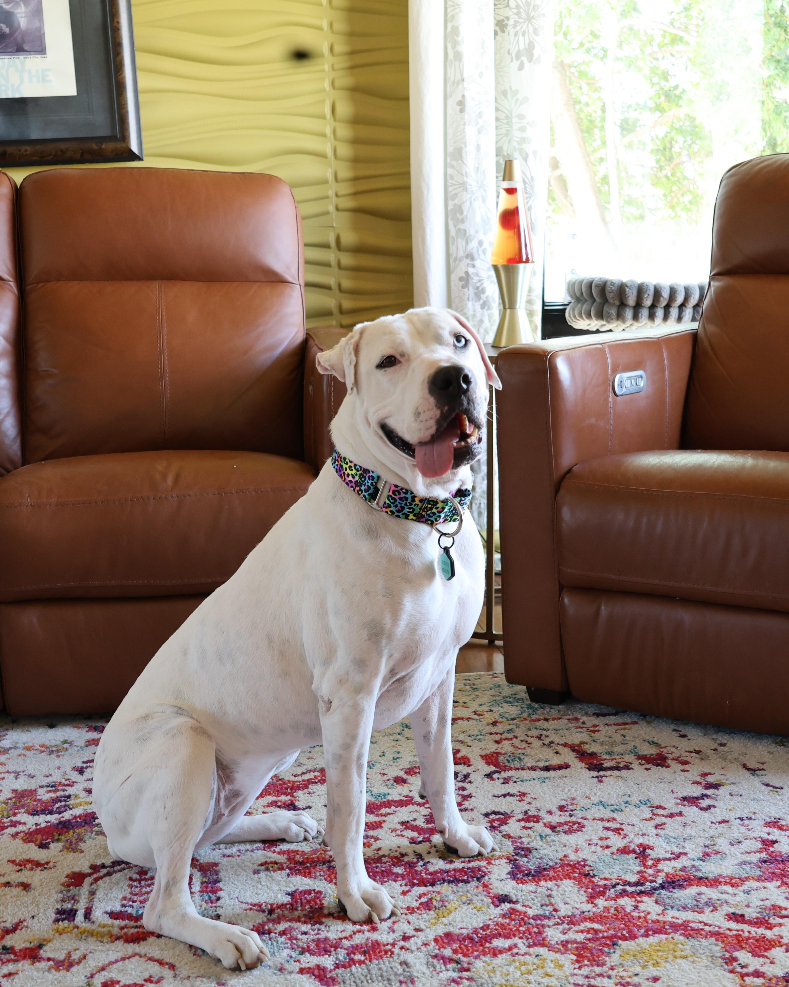 Enlarge Snow , a Adoptable mixed breed in Sioux Falls, SD image 4/6