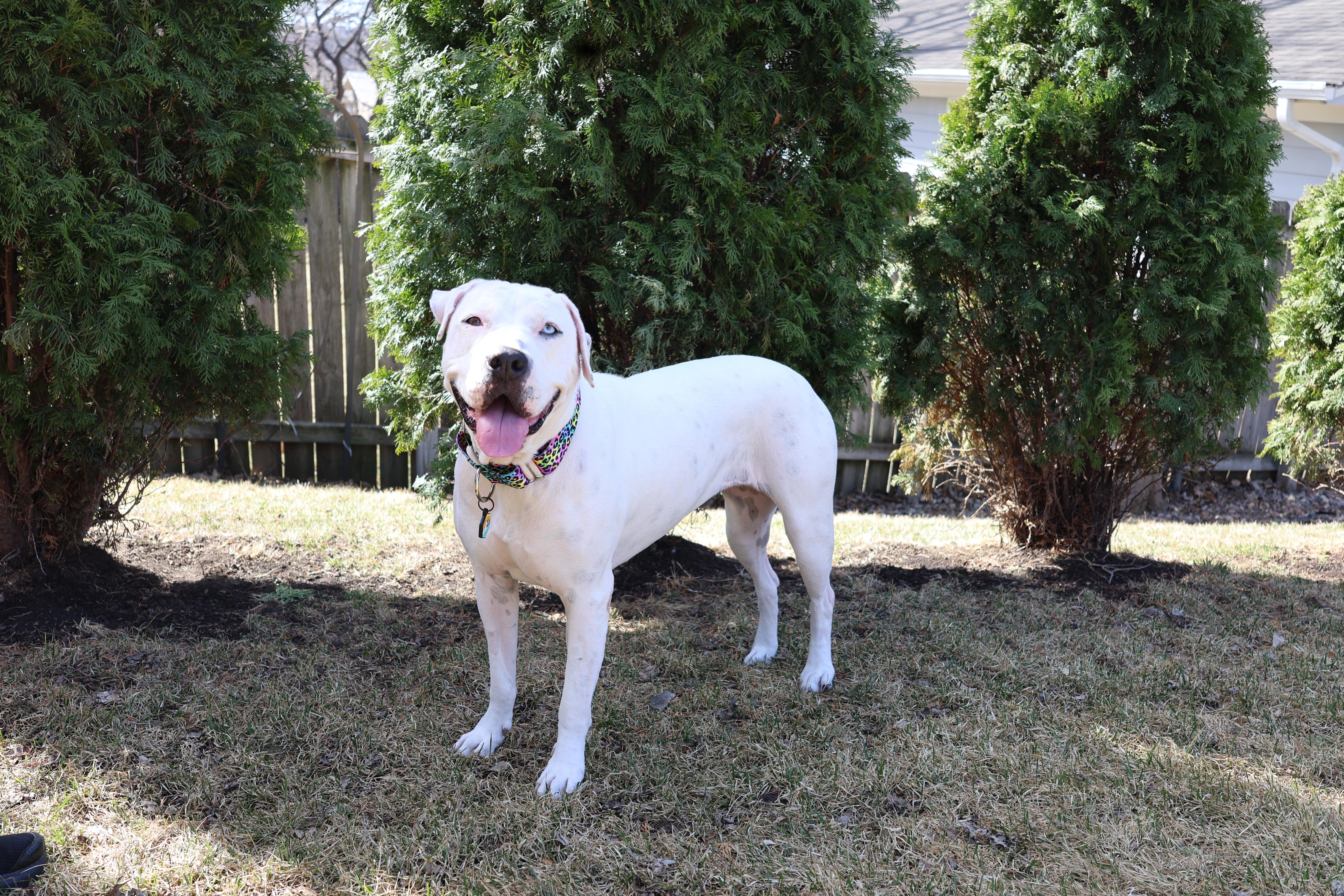 Enlarge Snow , a Adoptable mixed breed in Sioux Falls, SD image 5/6