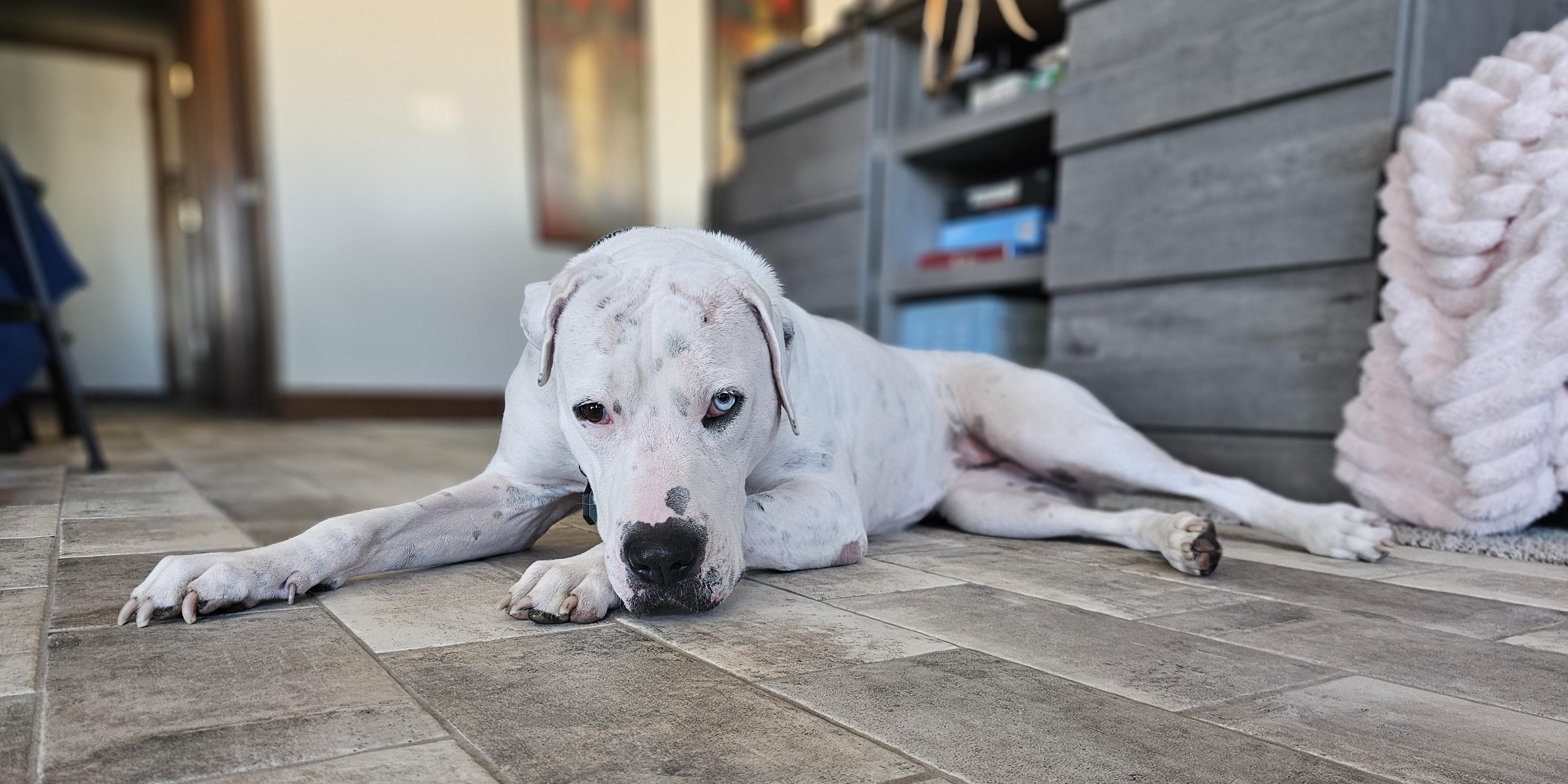 Enlarge Snow , a Adoptable mixed breed in Sioux Falls, SD image 4/6