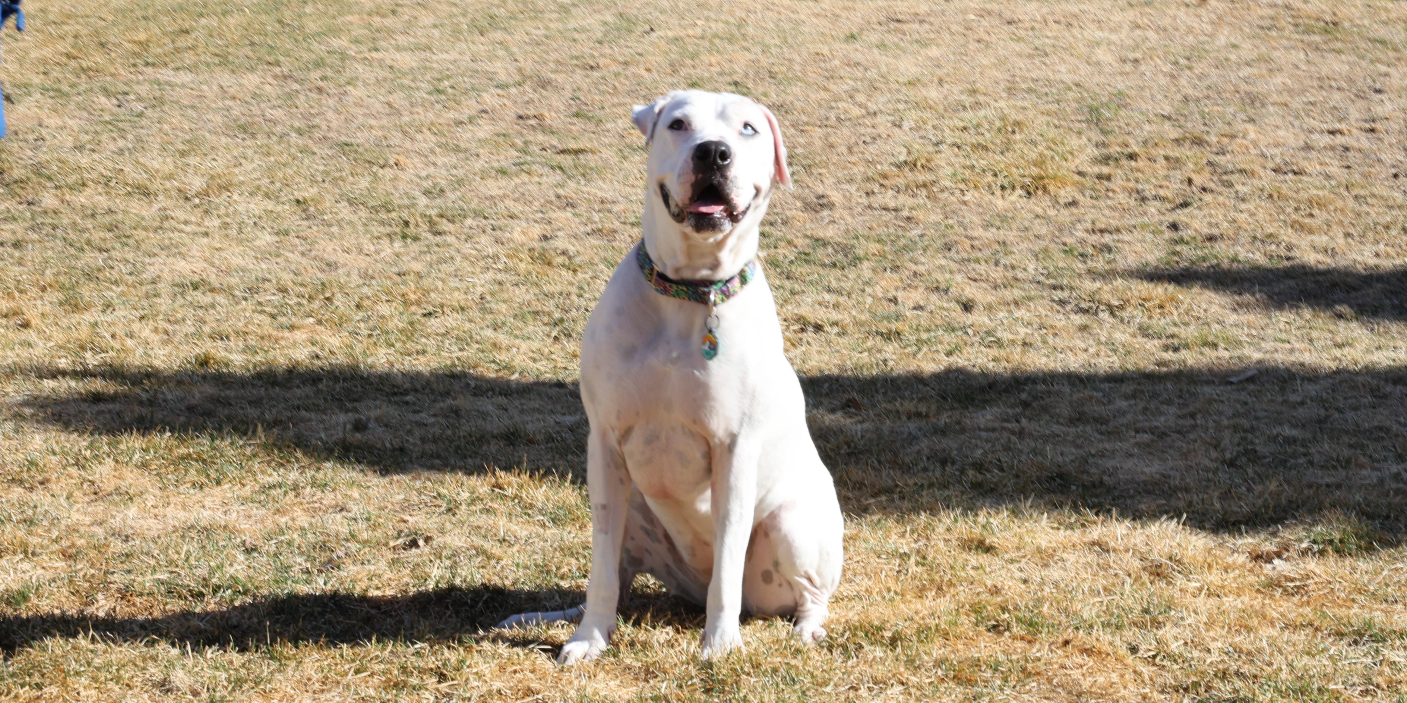 Enlarge Snow , a Adoptable mixed breed in Sioux Falls, SD image 6/6