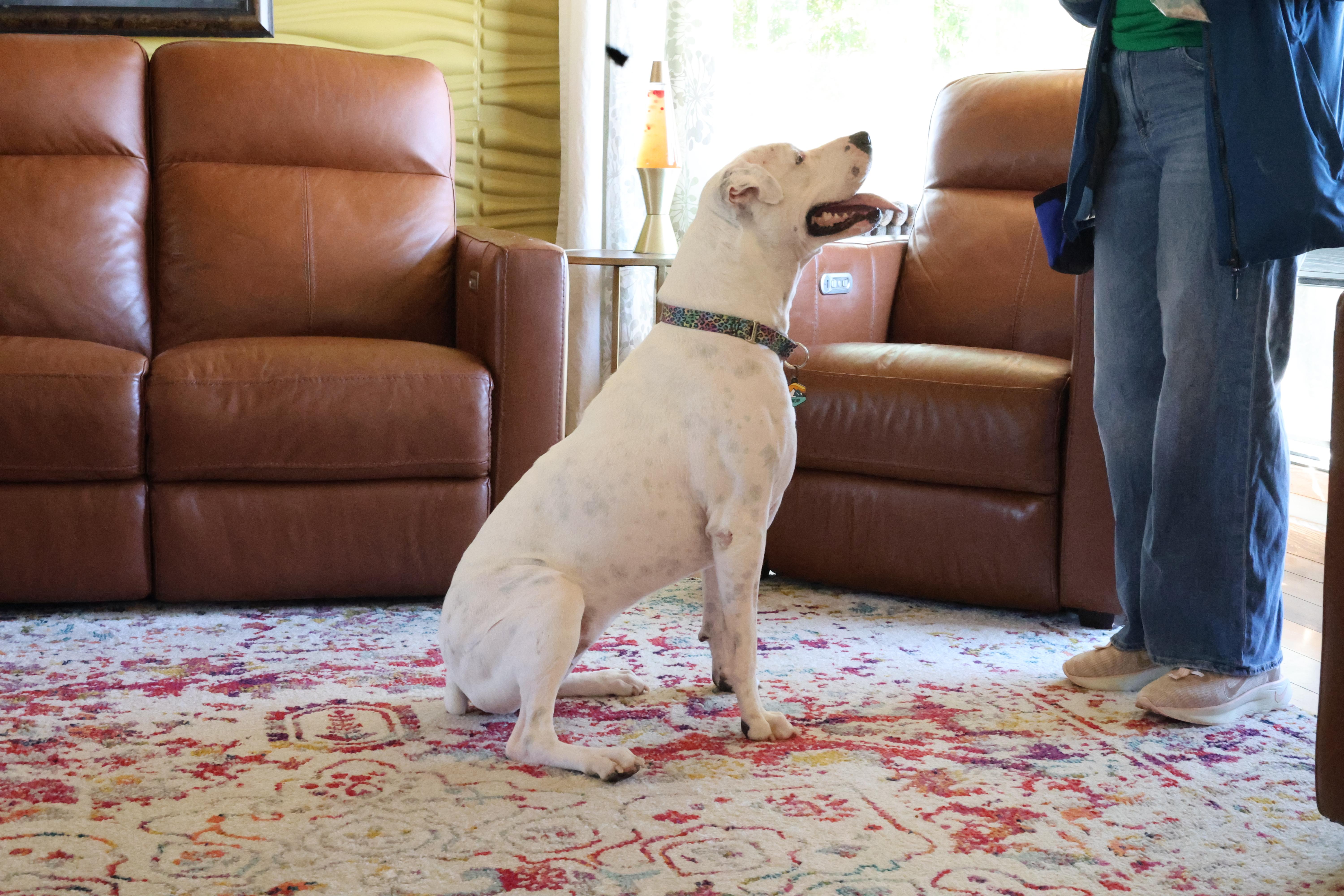 Enlarge Snow , a Adoptable mixed breed in Sioux Falls, SD image 3/6