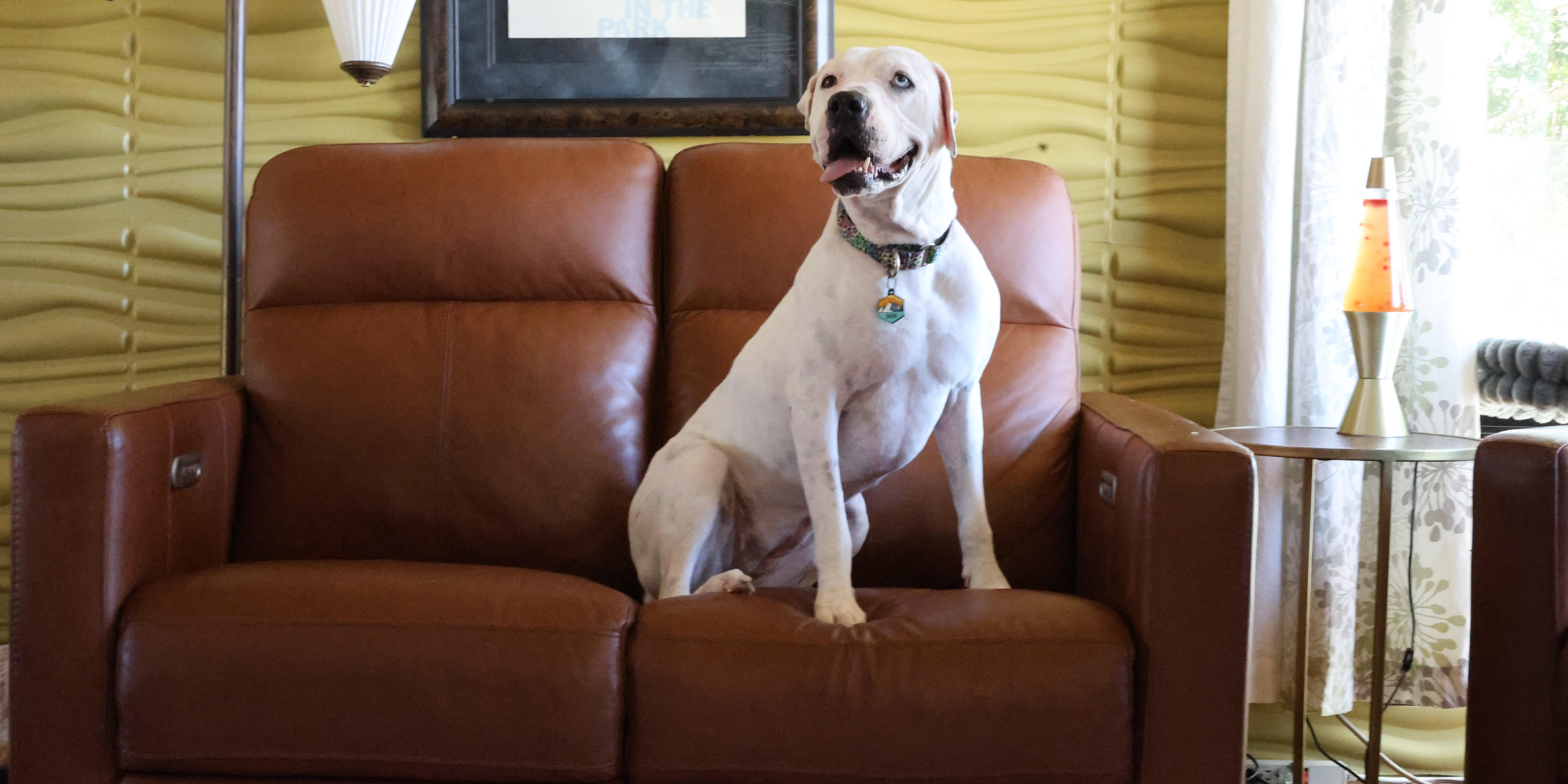 Snow , Adoptable, Senior Female Terrier.