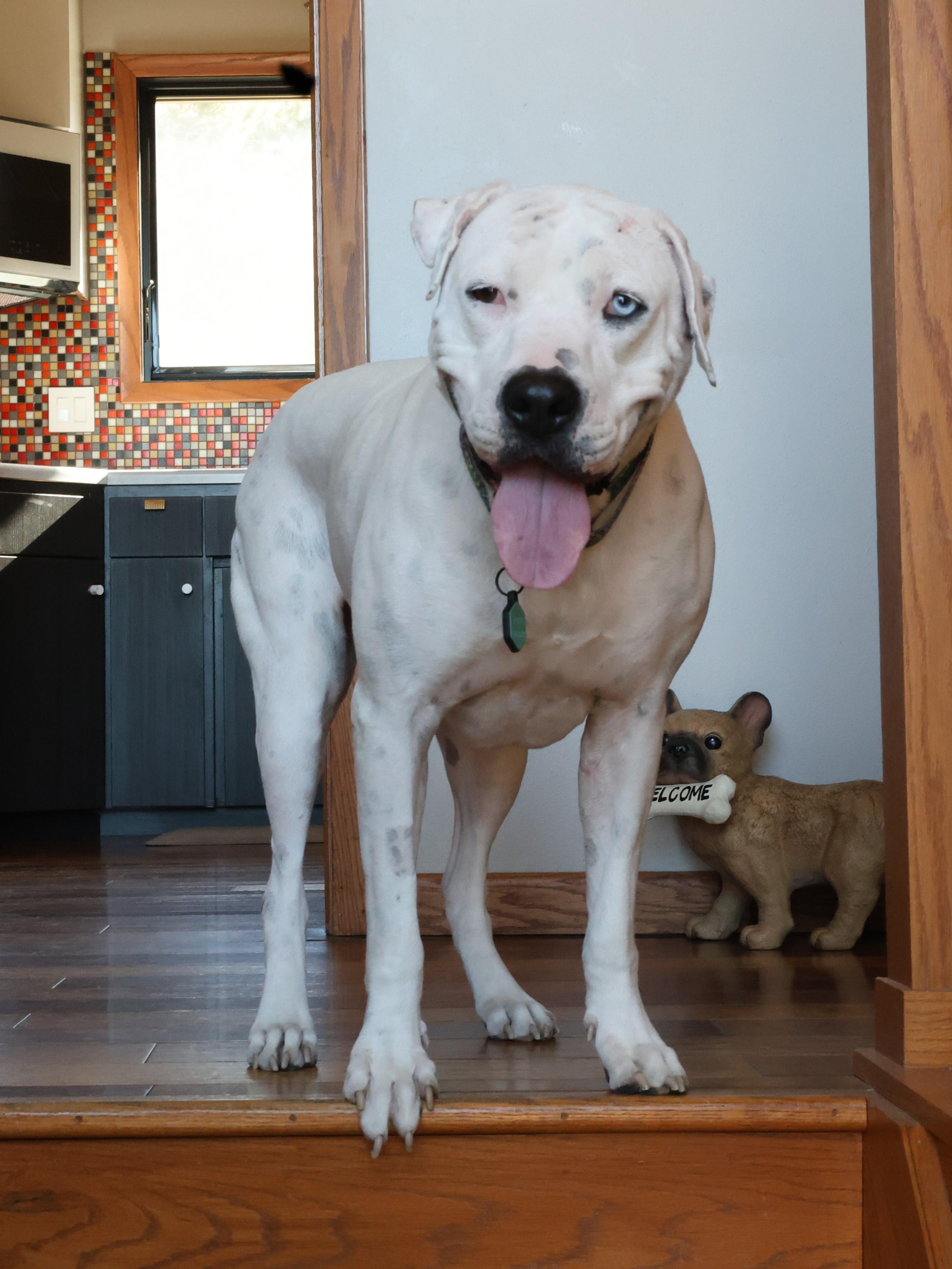 Enlarge Snow , a Adoptable mixed breed in Sioux Falls, SD image 5/6