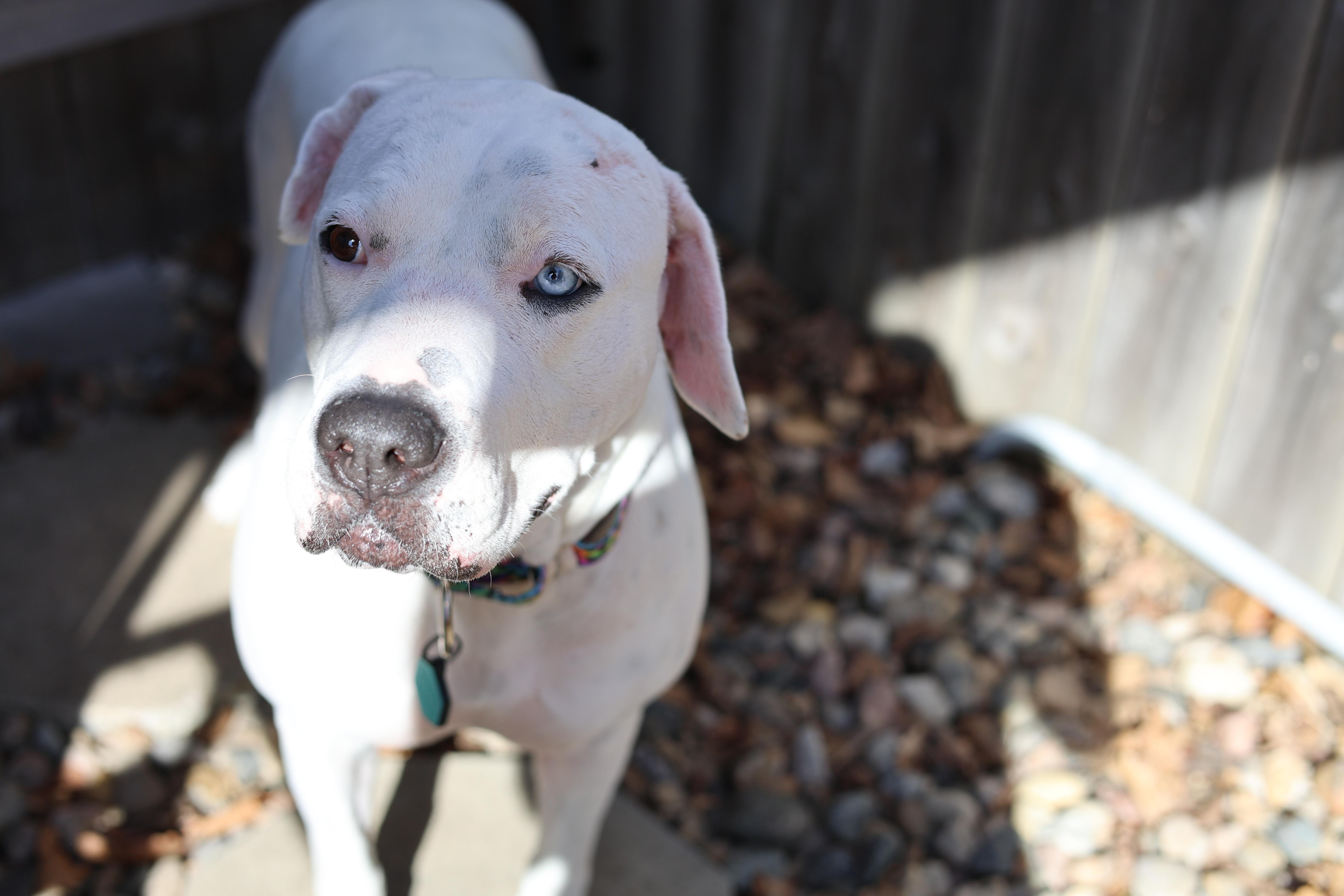 Enlarge Snow , a Adoptable mixed breed in Sioux Falls, SD image 6/6