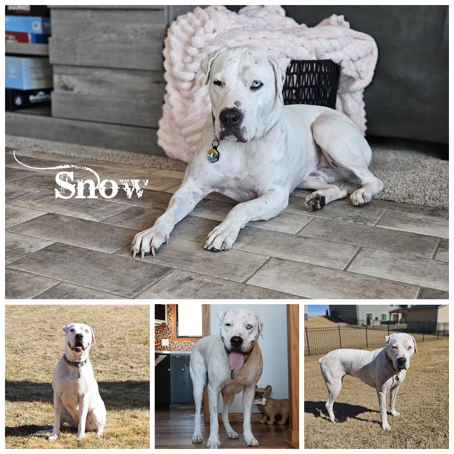 Snow , Adoptable, Senior Female Terrier.