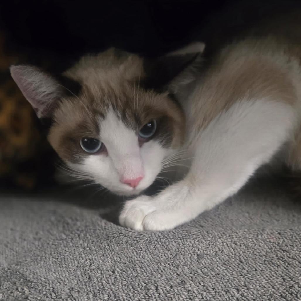 Guero, Adoptable, Young Male Siamese.