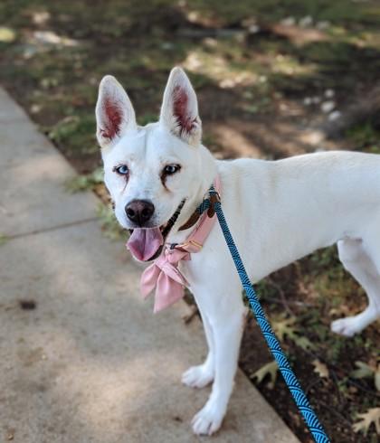 Snow, Adoptable, Adult Female Husky & Mixed Breed.