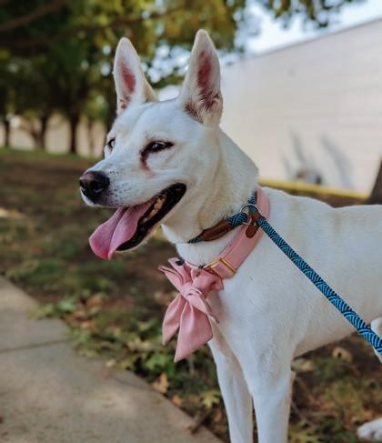 Snow, a Adoptable mixed breed in Fort Worth, TX image 2/3