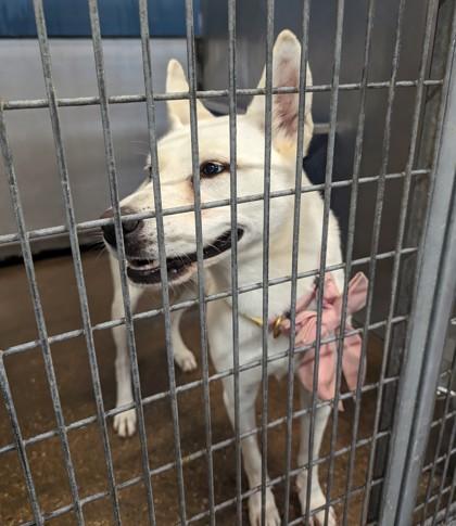 Snow, a Adoptable mixed breed in Fort Worth, TX image 3/3