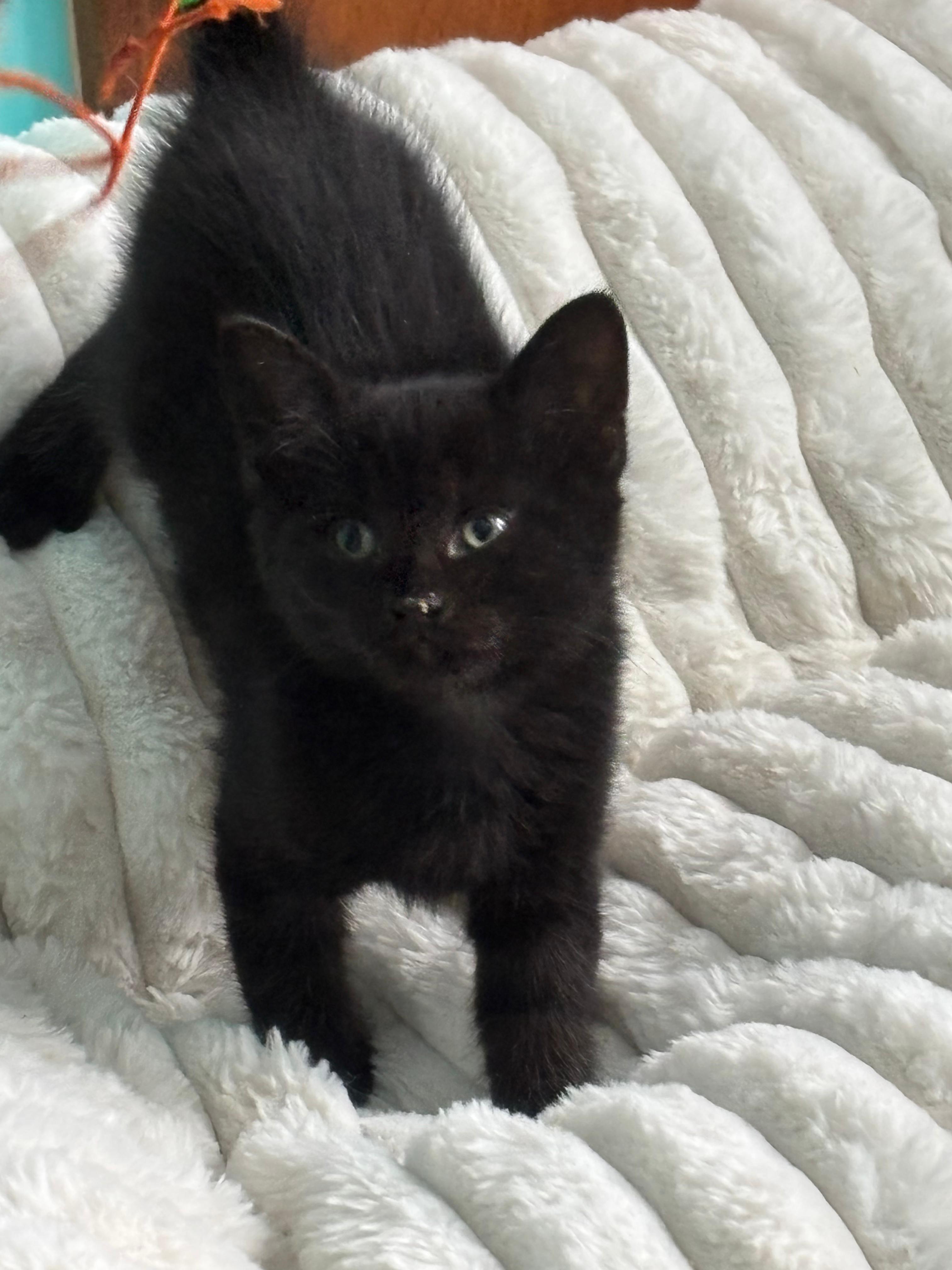 Enlarge Monet , a ADOPTABLE Domestic Short Hair in New Britain, CT image 1/1