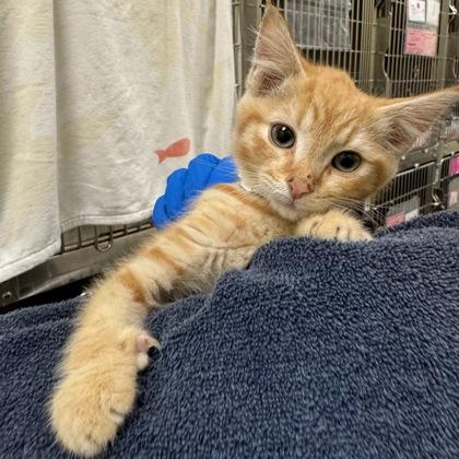 Scallion, Adoptable, Kitten Male Domestic Short Hair.