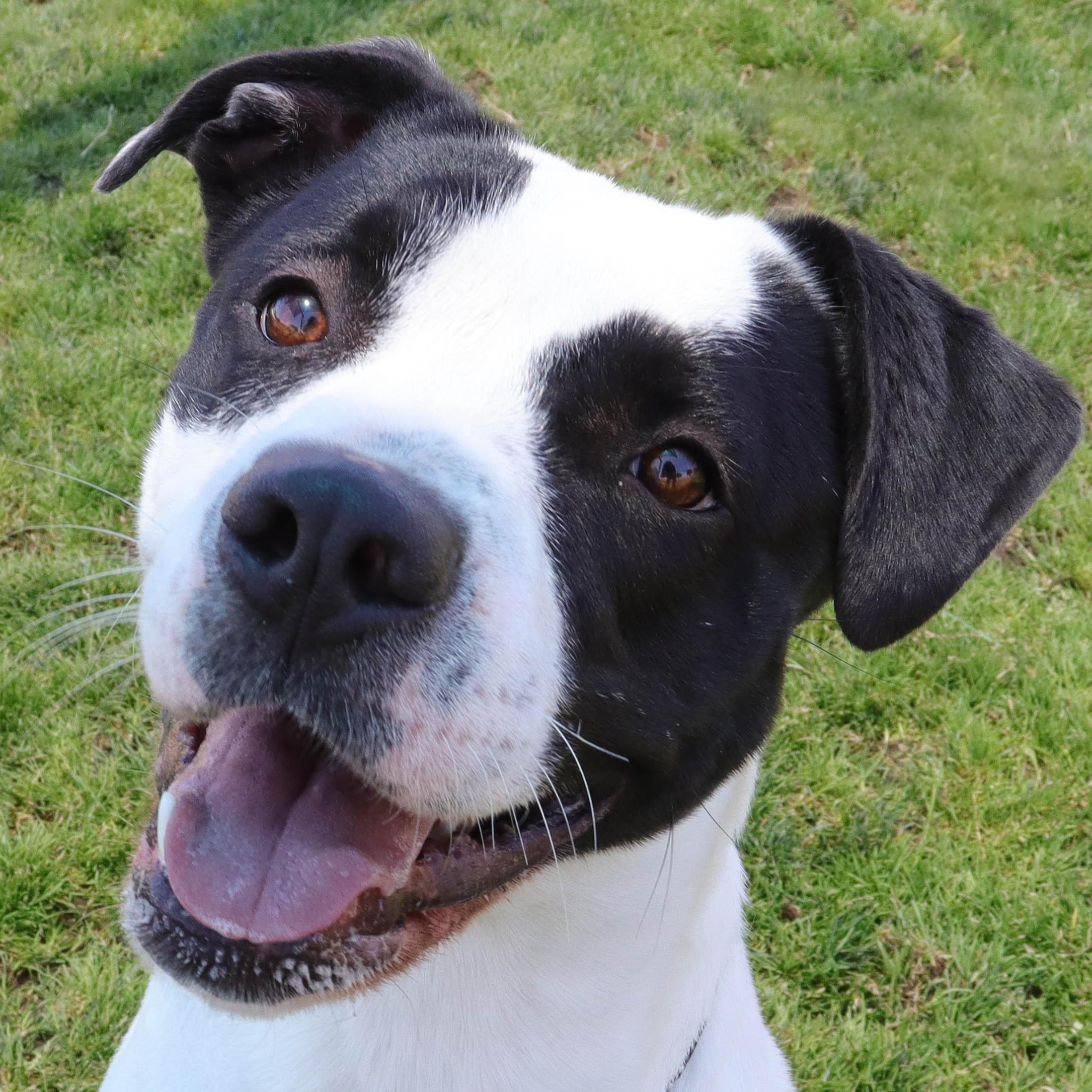 Dinah, Adoptable, Adult Female Pit Bull Terrier.