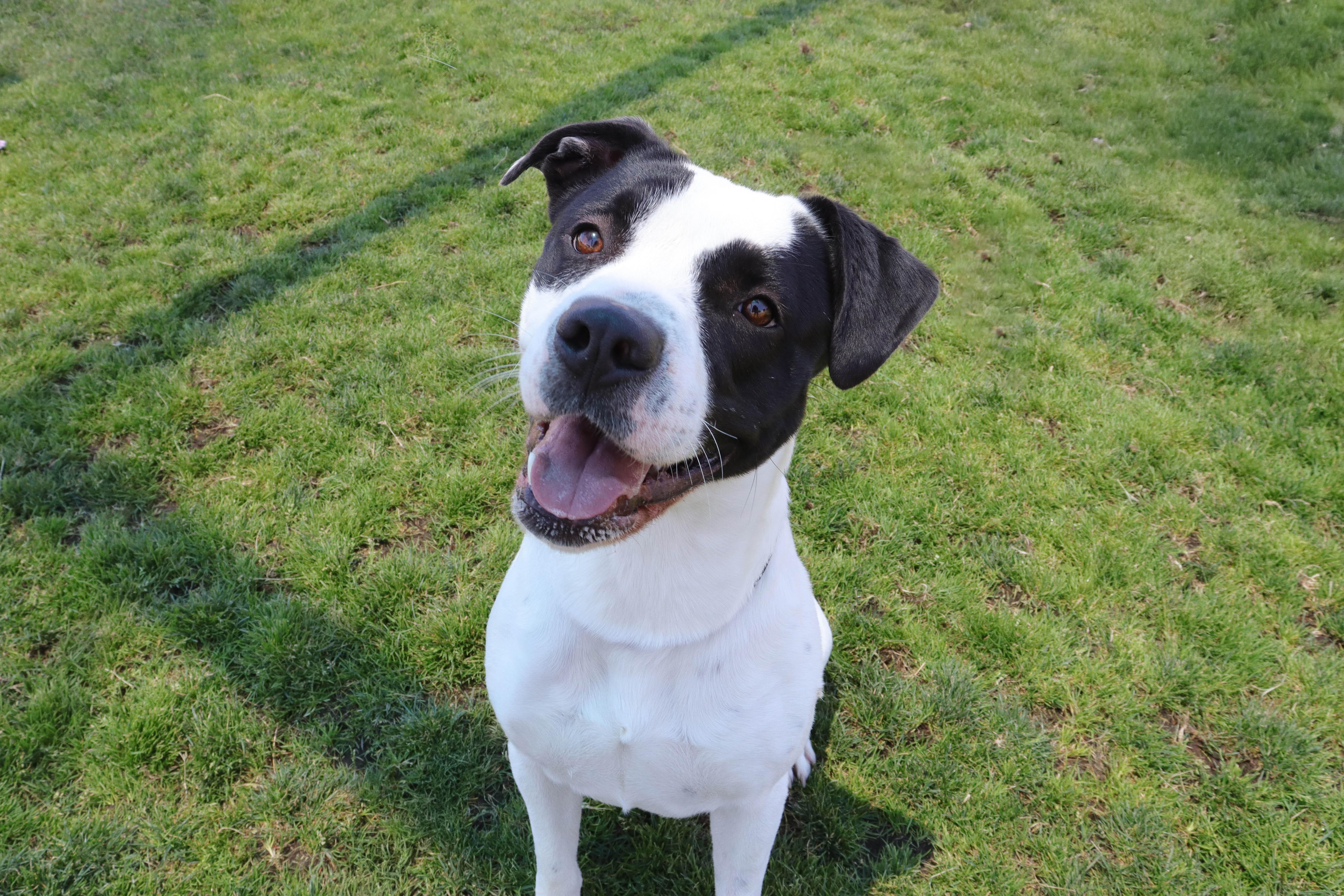 Dinah, a Adoptable mixed breed in Clovis, CA image 2/2