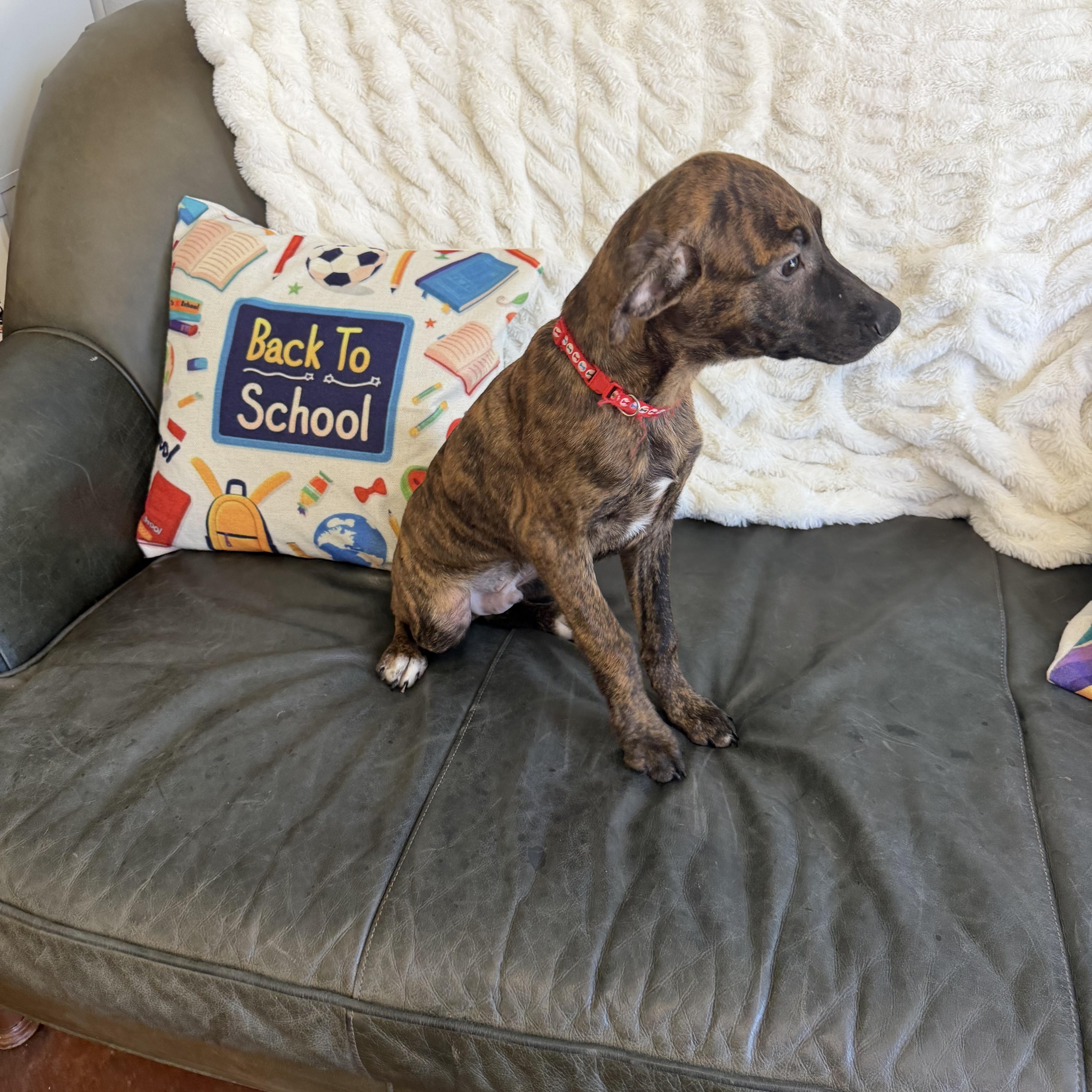 Enlarge Banjo, a ADOPTABLE mixed breed in Walker, LA image 2/4