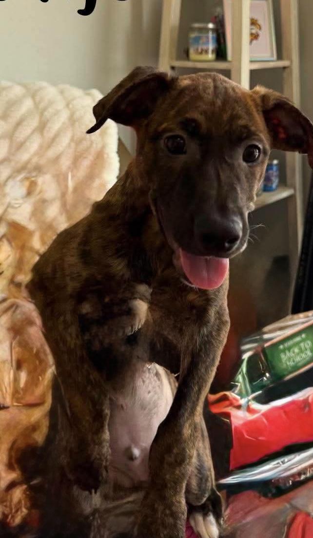 Enlarge Banjo, a ADOPTABLE mixed breed in Walker, LA image 3/4