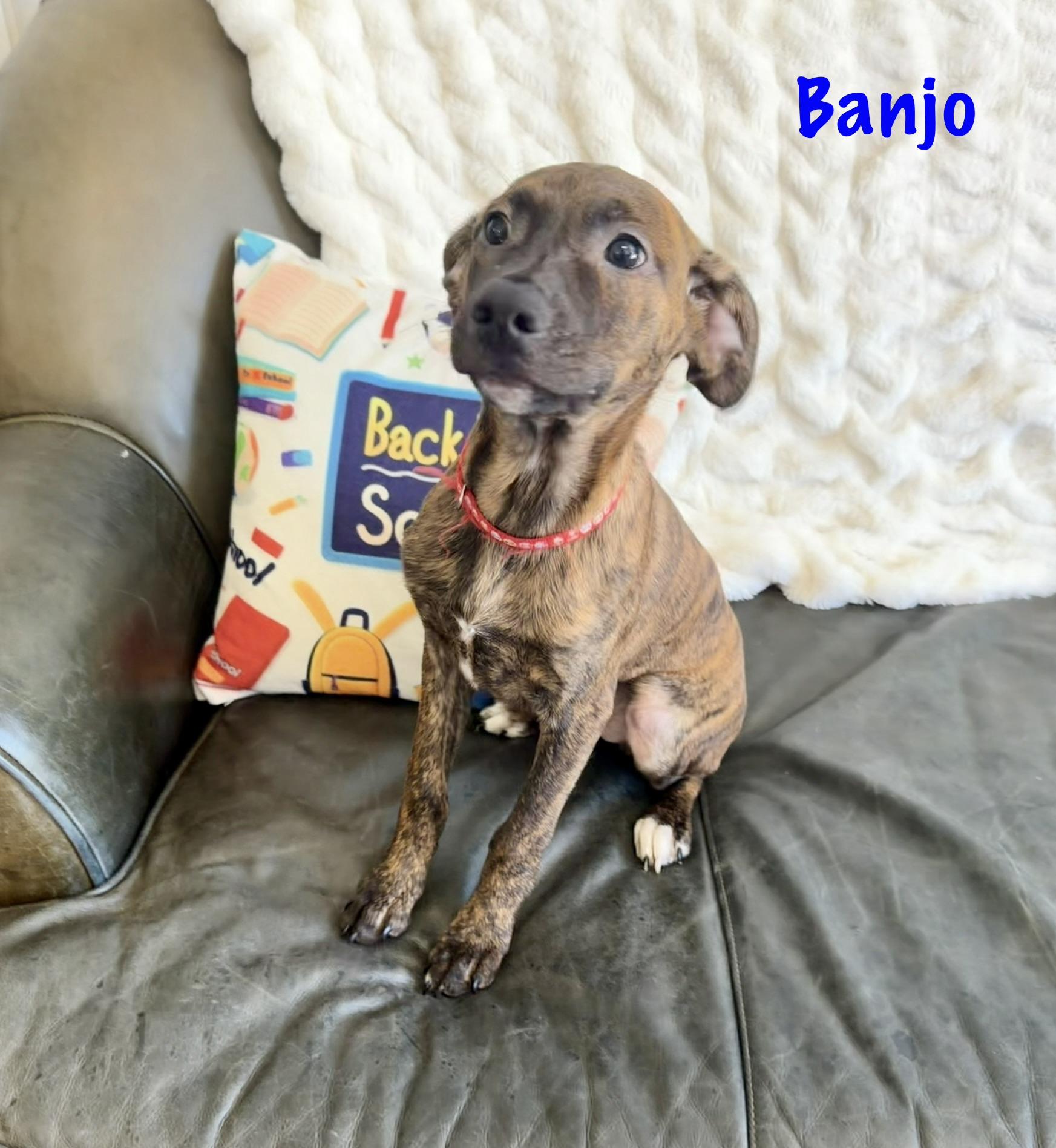 Banjo, ADOPTABLE, Puppy Male Feist.