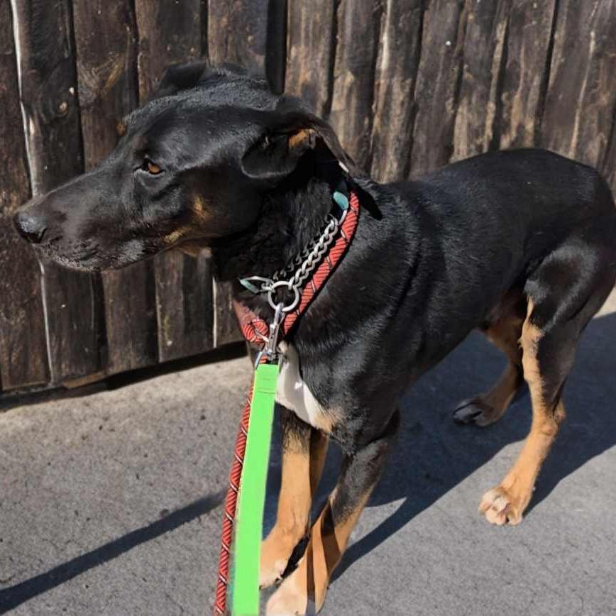 Enlarge Pilot, a Adoptable Shepherd in Phoenix, AZ image 1/4