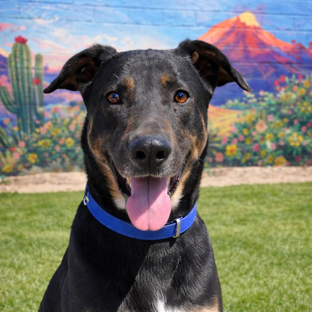 Pilot, a Adoptable mixed breed in Phoenix, AZ image 1/3