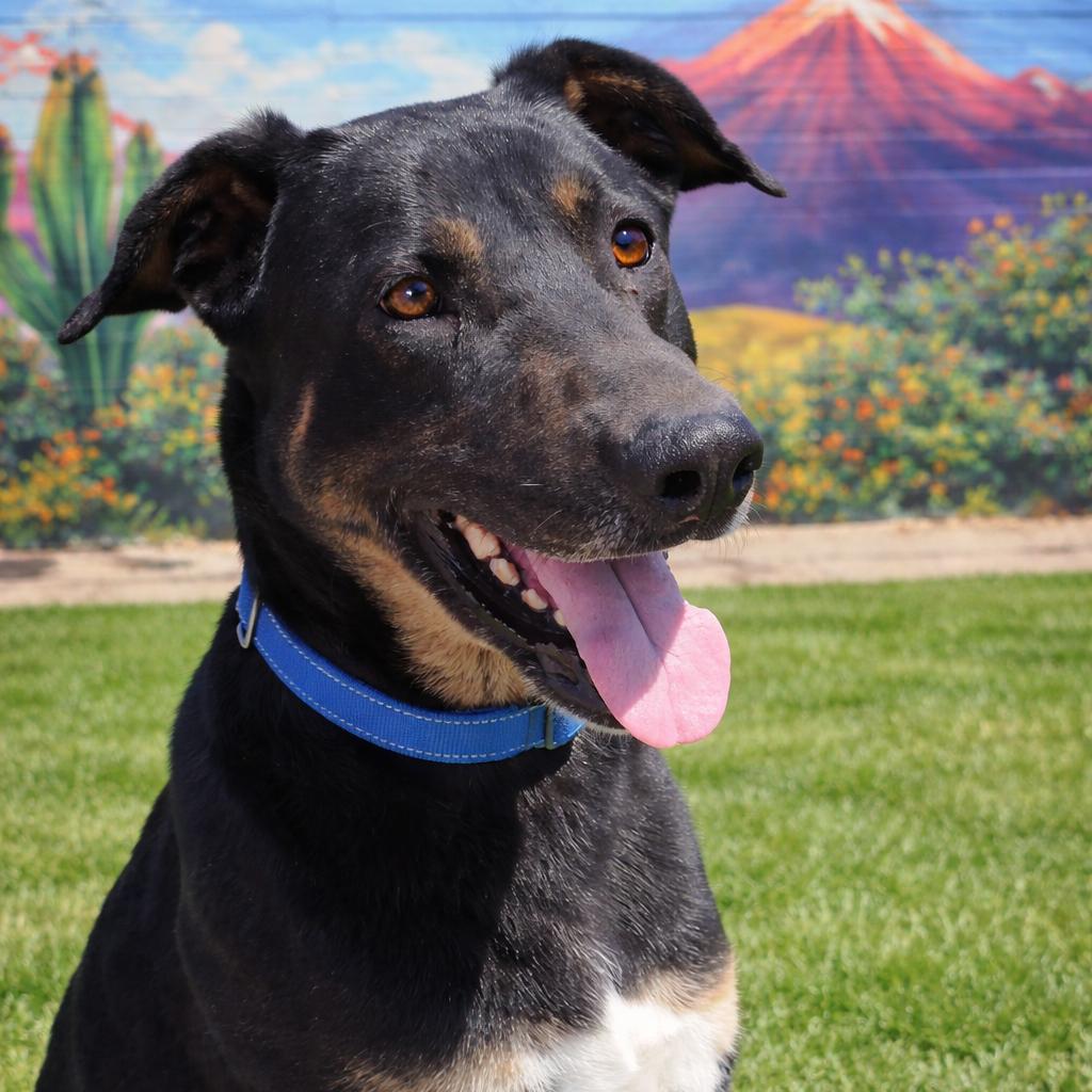 Pilot, a Adoptable mixed breed in Phoenix, AZ image 2/3