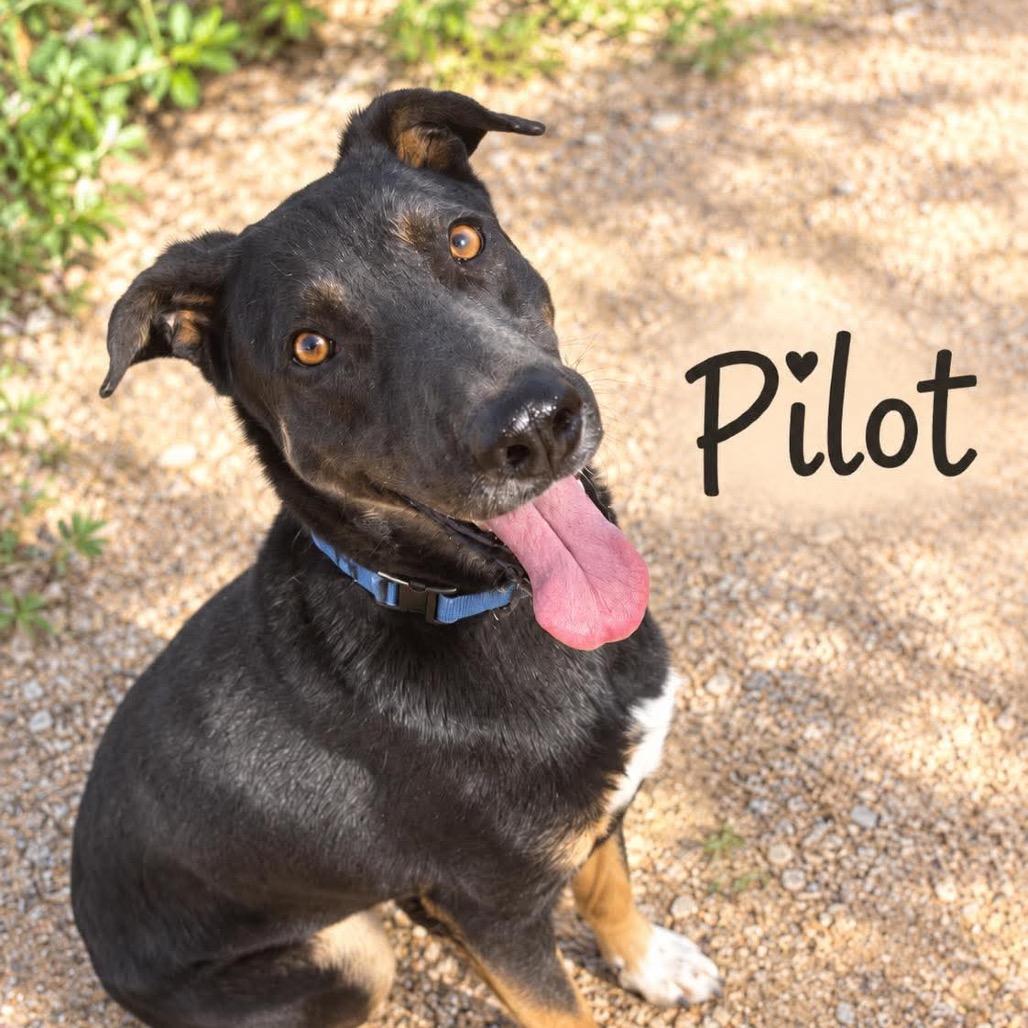Enlarge Pilot, a Adoptable mixed breed in Phoenix, AZ image 4/6