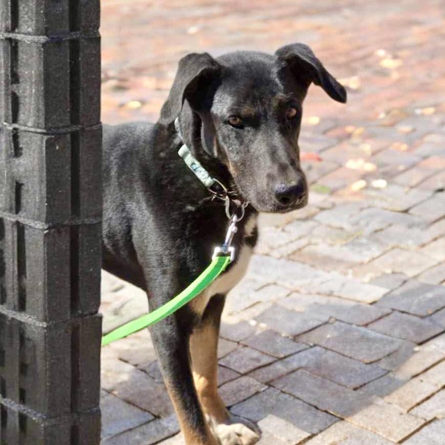 Enlarge Pilot, a Adoptable Shepherd in Phoenix, AZ image 3/4