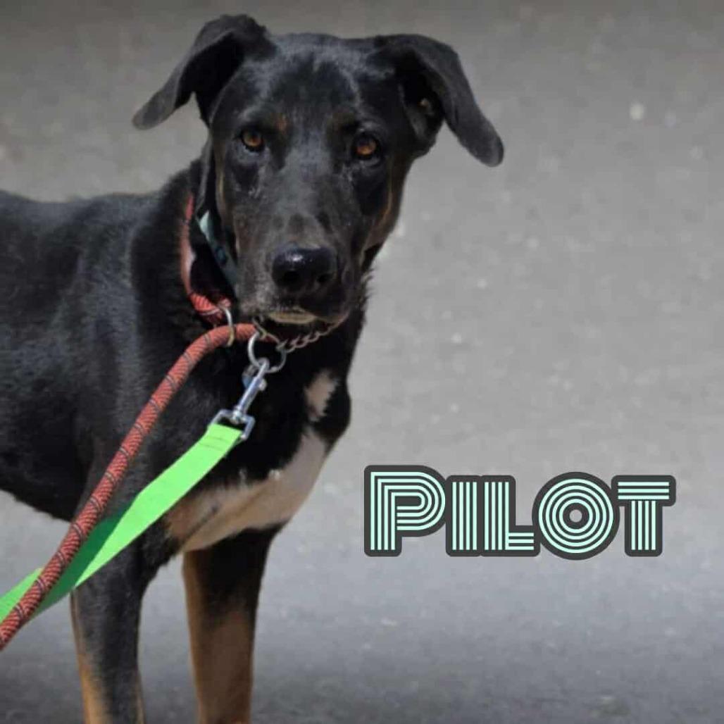 Enlarge Pilot, a Adoptable Shepherd in Phoenix, AZ image 4/4