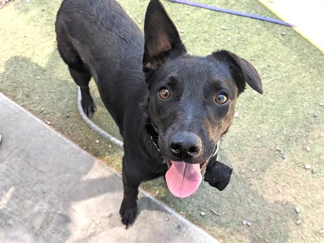 REESE, Adoptable, Young Female Australian Kelpie & Mixed Breed.