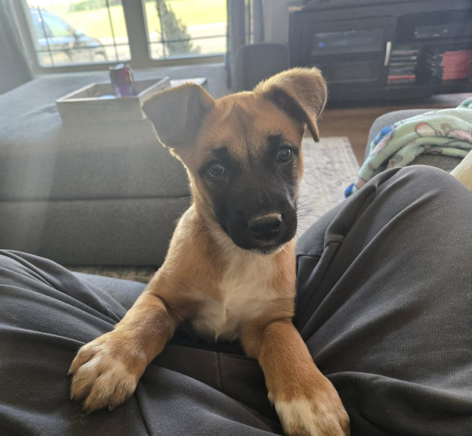 Douglas, Adopted, Puppy Male Mixed Breed.