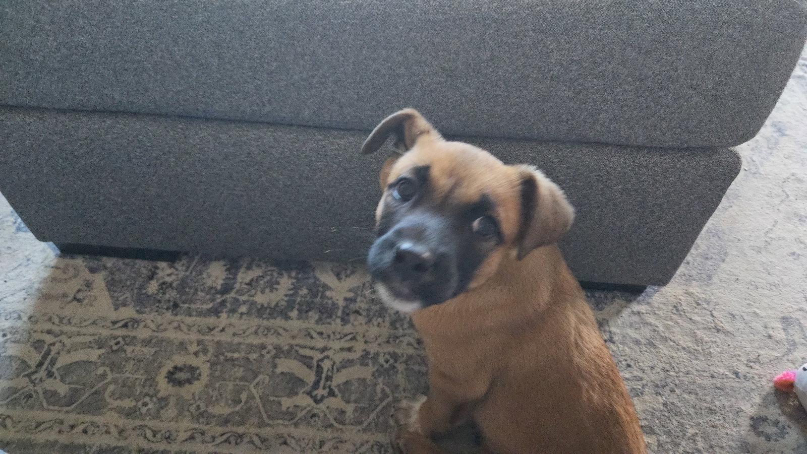 Enlarge Douglas, a Adopted Mixed Breed in Fenton, MO image 2/2