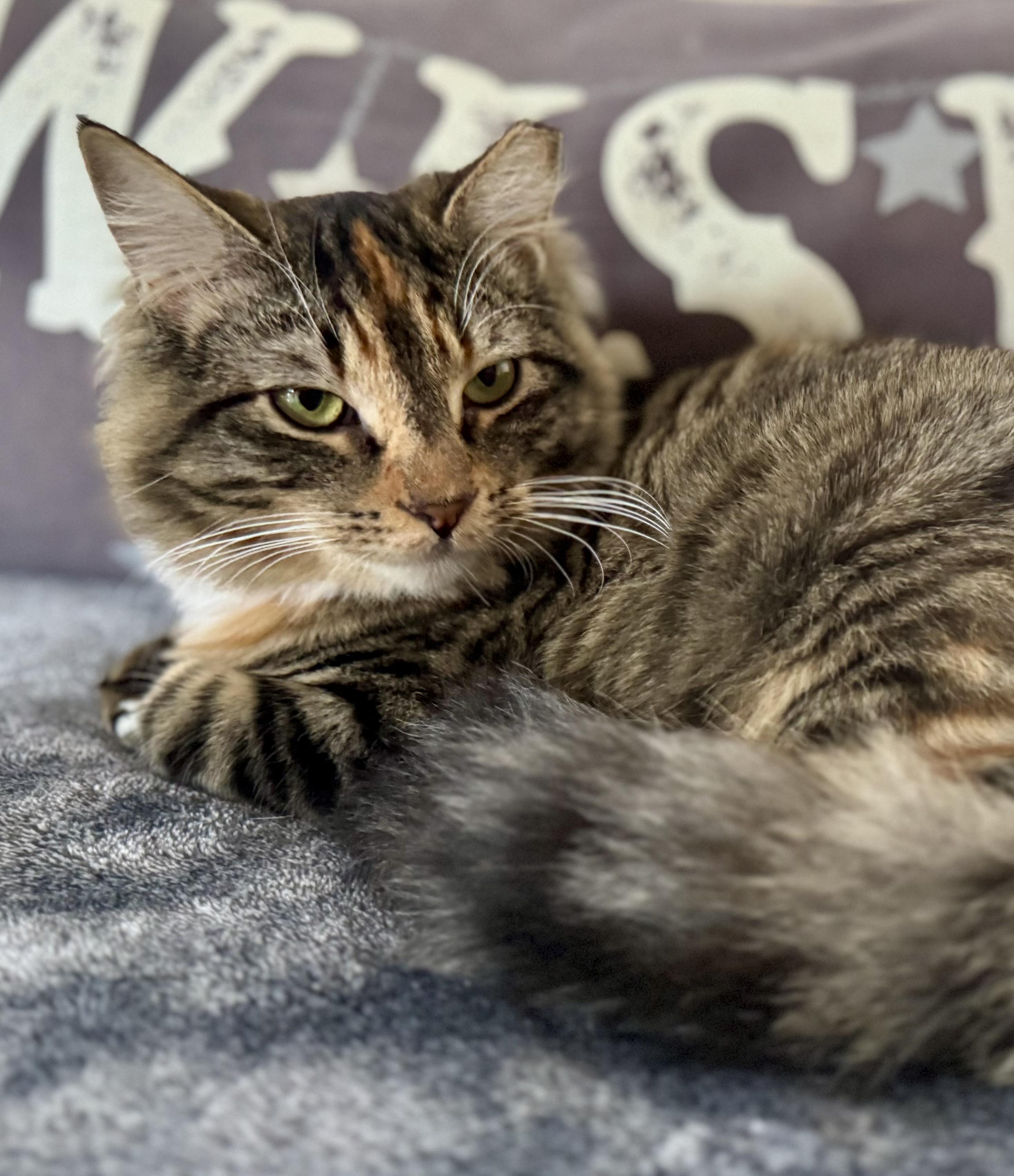 Savannah (calm / gentle / warm-hearted) photo 2
