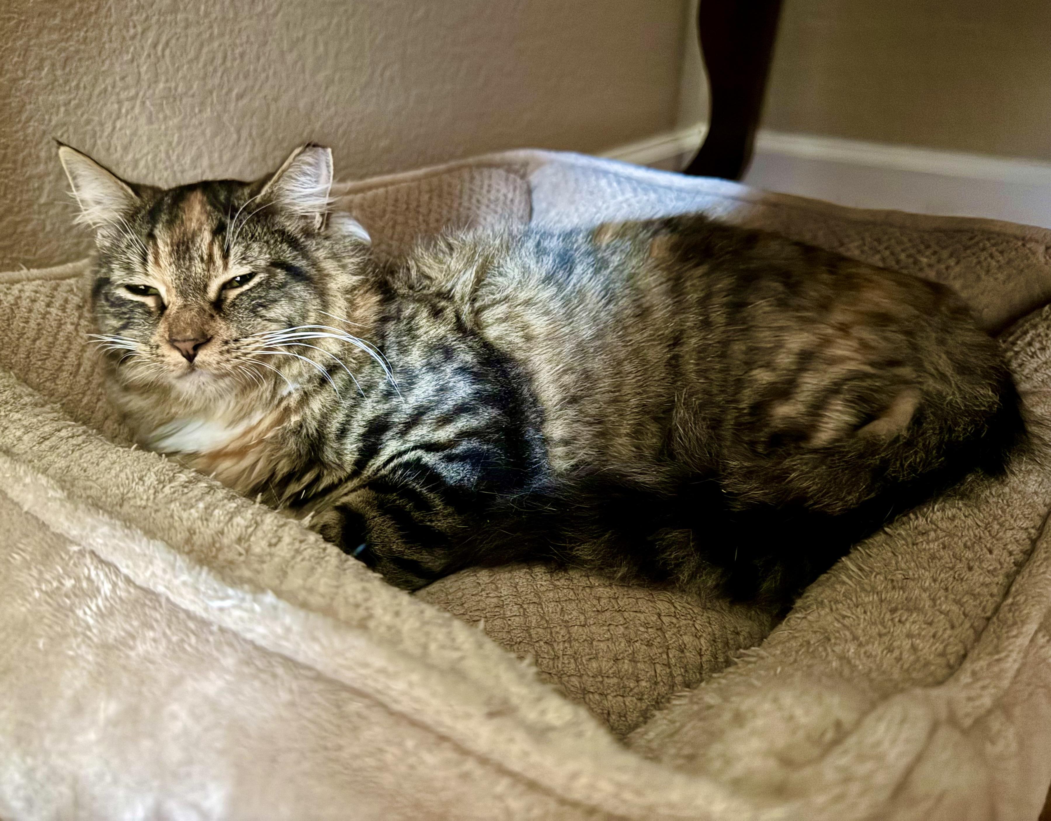 Savannah (calm / gentle / warm-hearted) photo 3