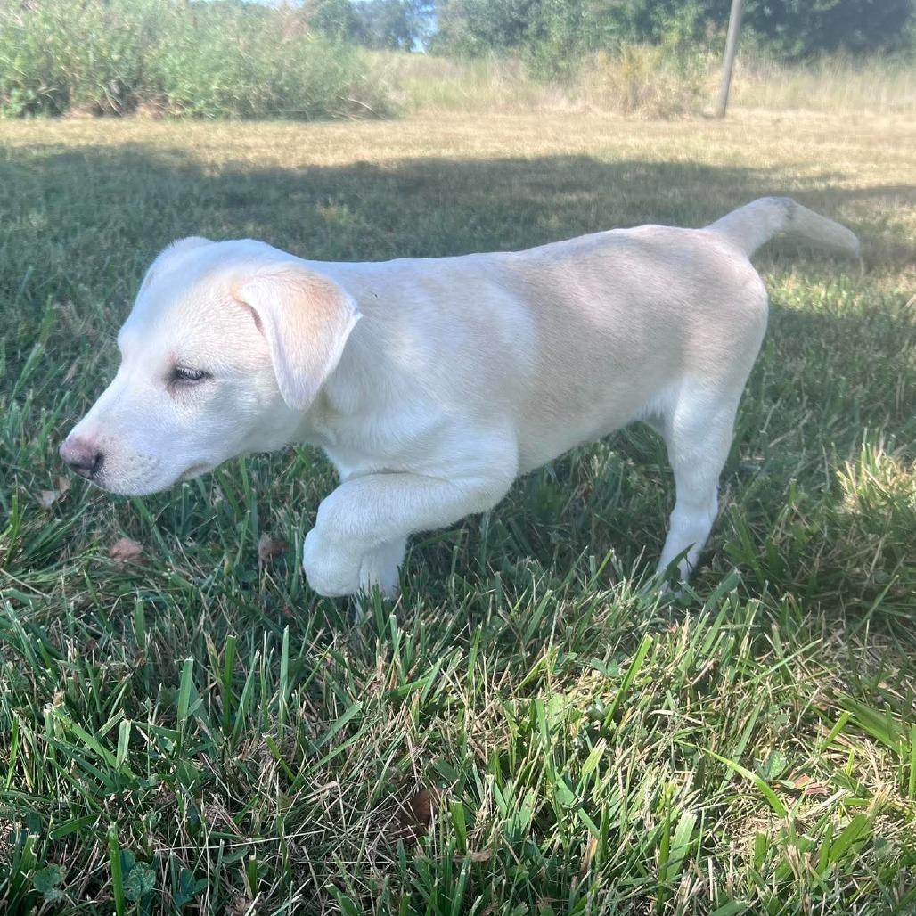 Smokey, Adoptable, Puppy Male Australian Cattle Dog / Blue Heeler & Mixed Breed.