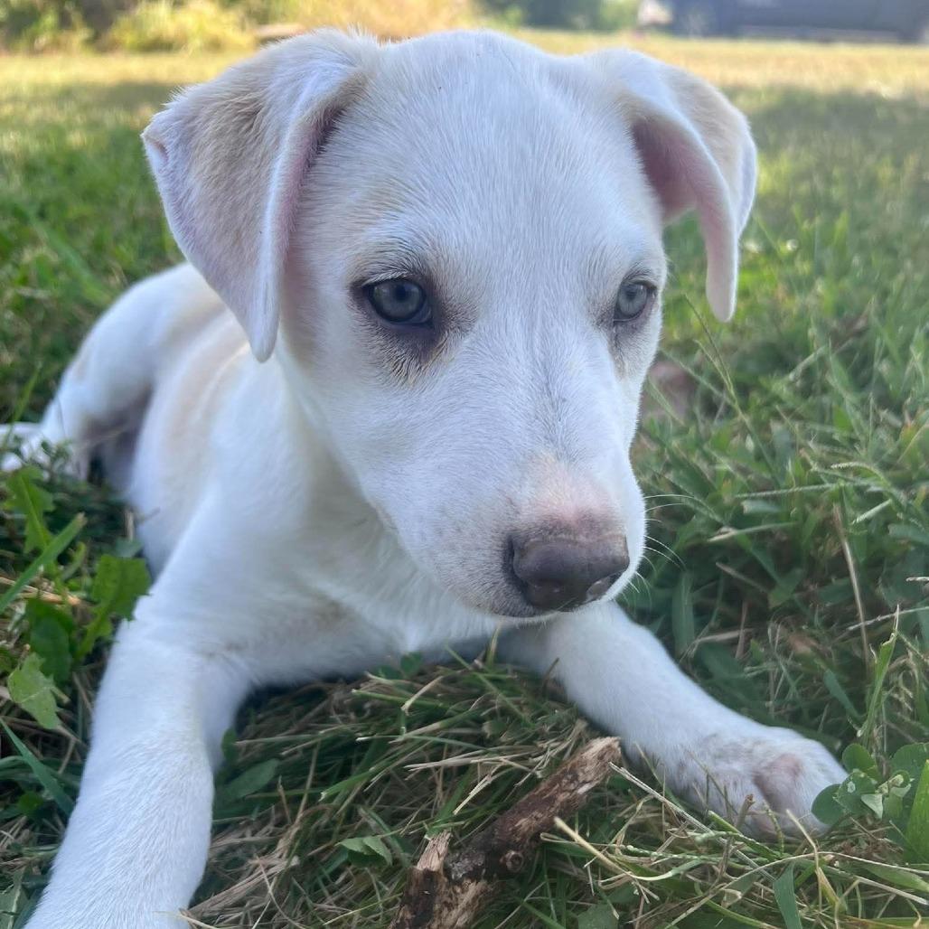 Enlarge Smokey, a Adoptable mixed breed in Peculiar, MO image 4/5