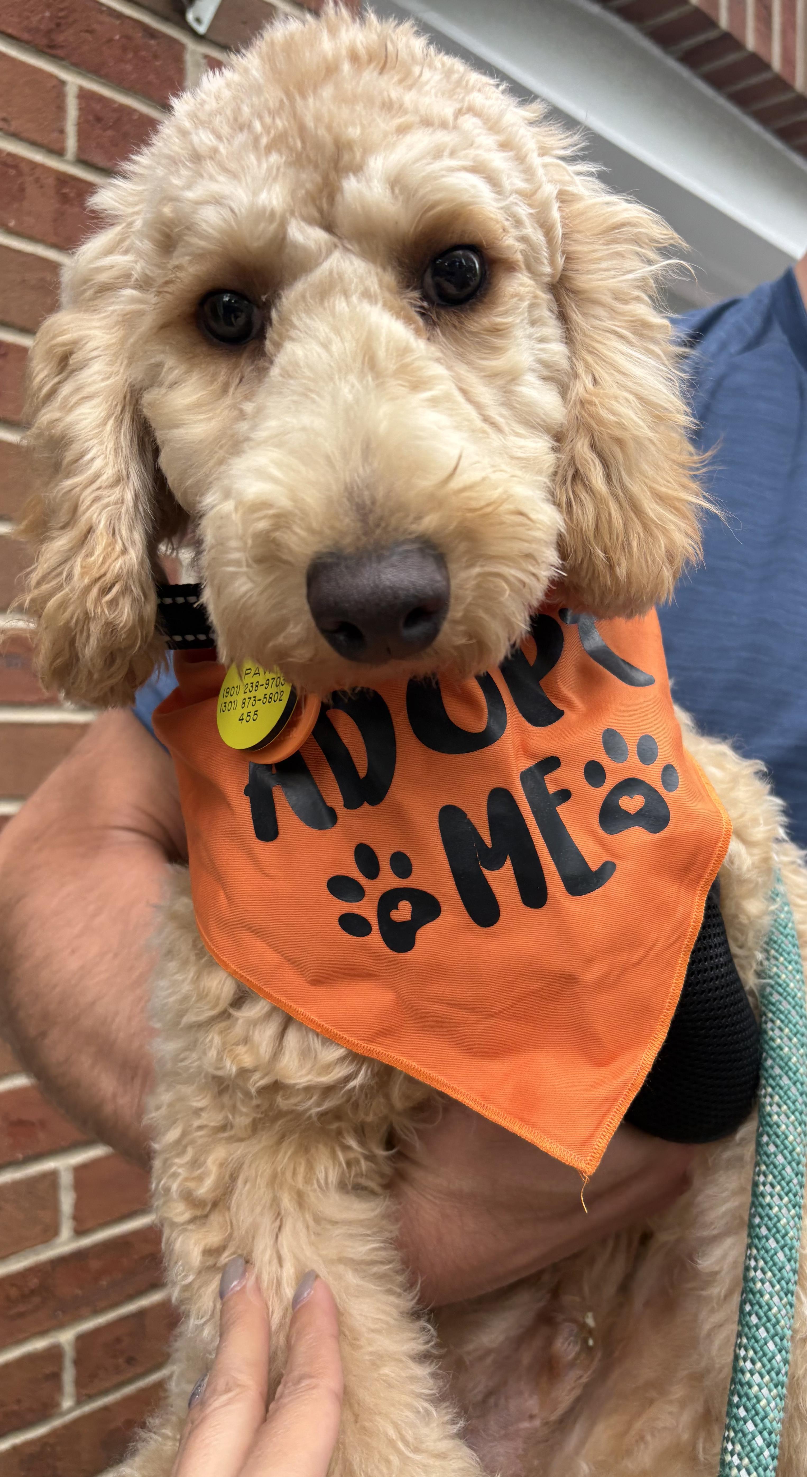 Enlarge Loki, a Adoptable Poodle in Clarksburg, MD image 2/6
