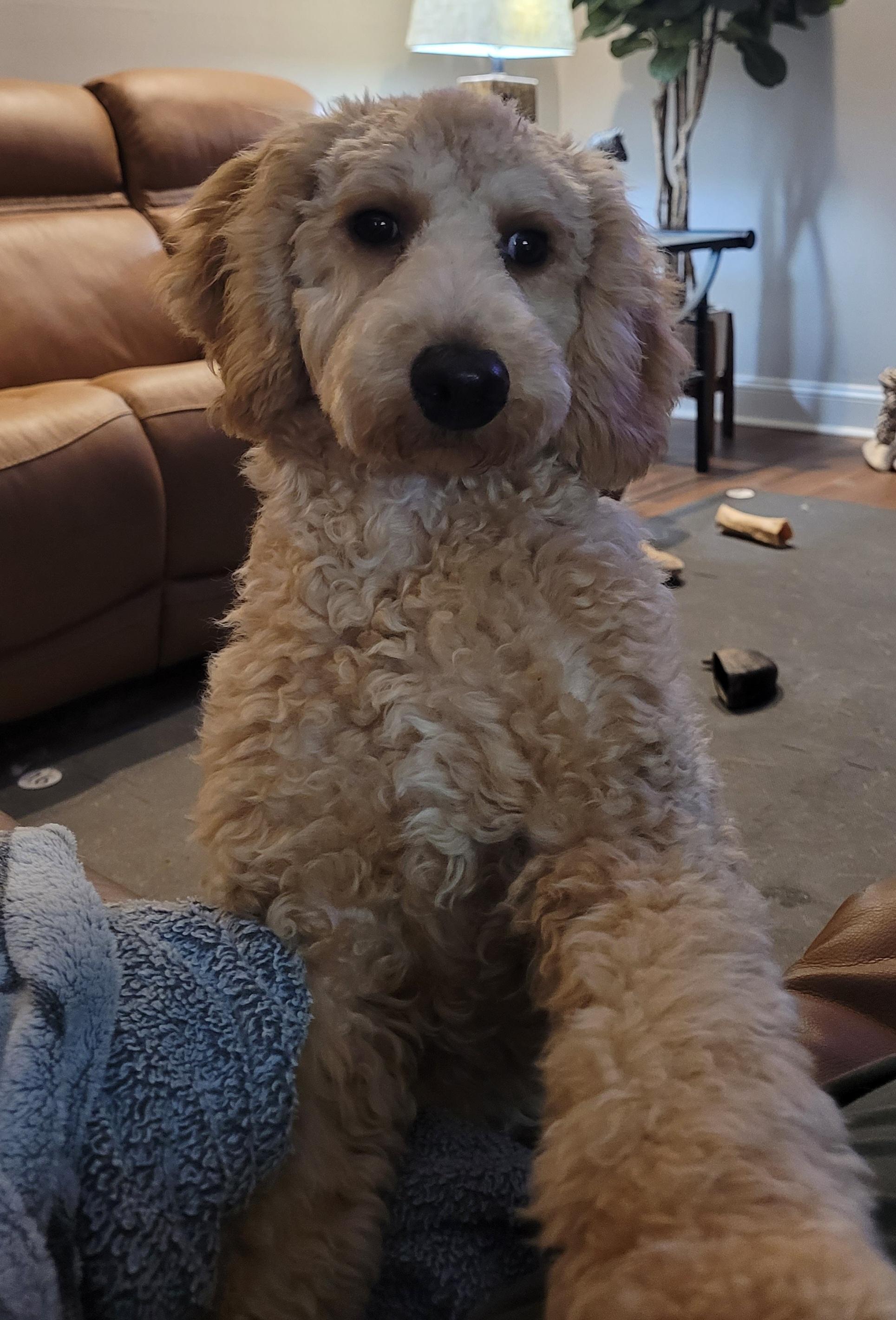 Enlarge Loki, a Adoptable Poodle in Clarksburg, MD image 6/6