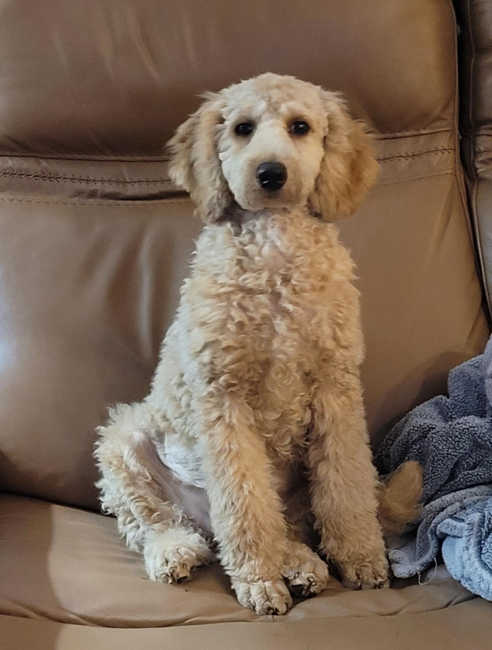 Enlarge Loki, a Adoptable Poodle in Clarksburg, MD image 1/6