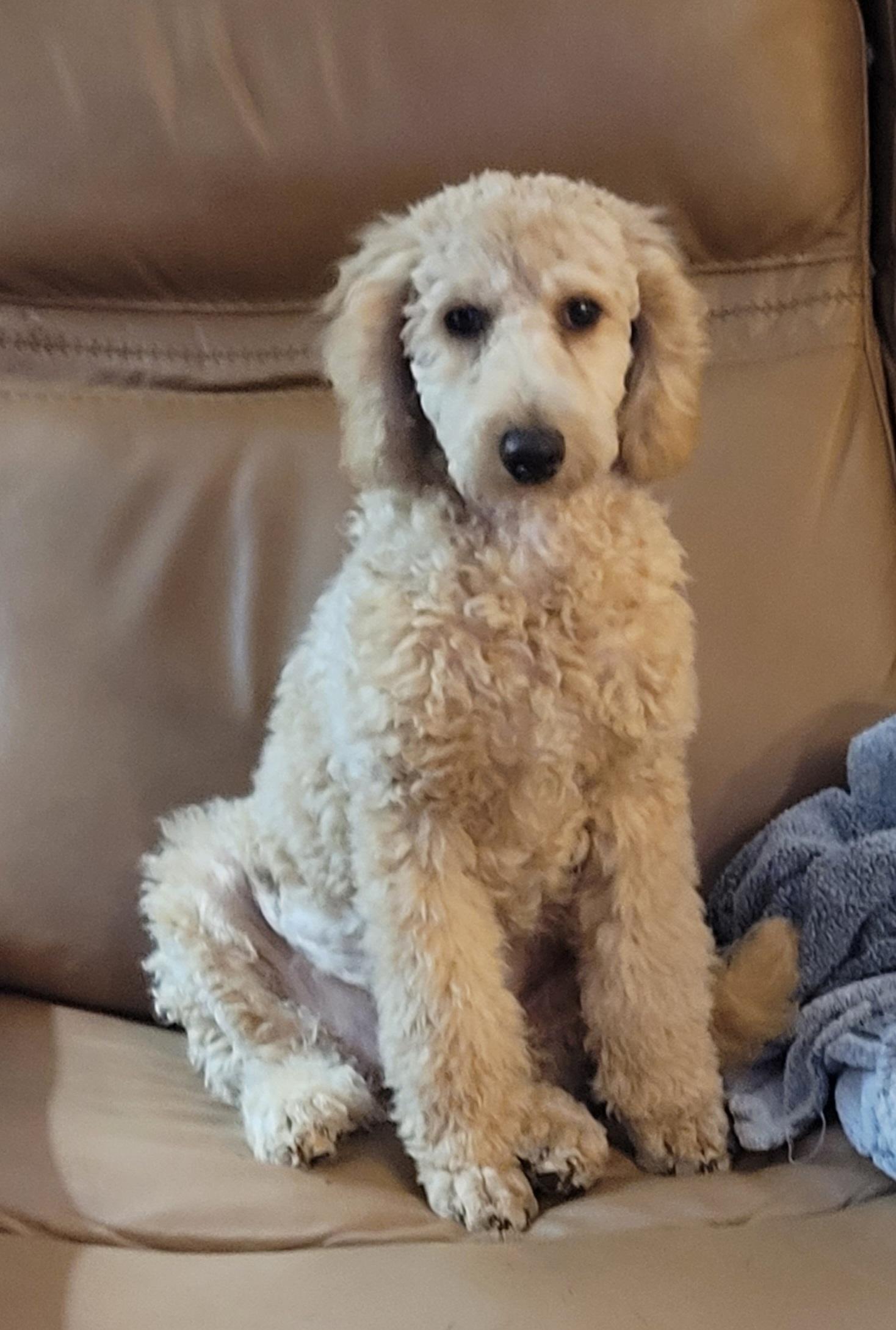 Enlarge Loki, a Adoptable Poodle in Clarksburg, MD image 3/6
