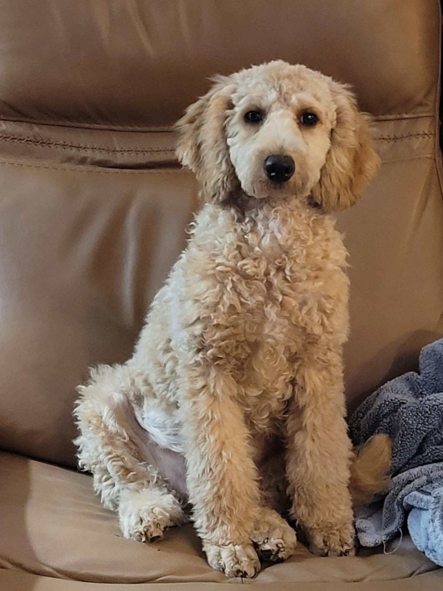 Enlarge Loki, a Adoptable Poodle in Clarksburg, MD image 4/6