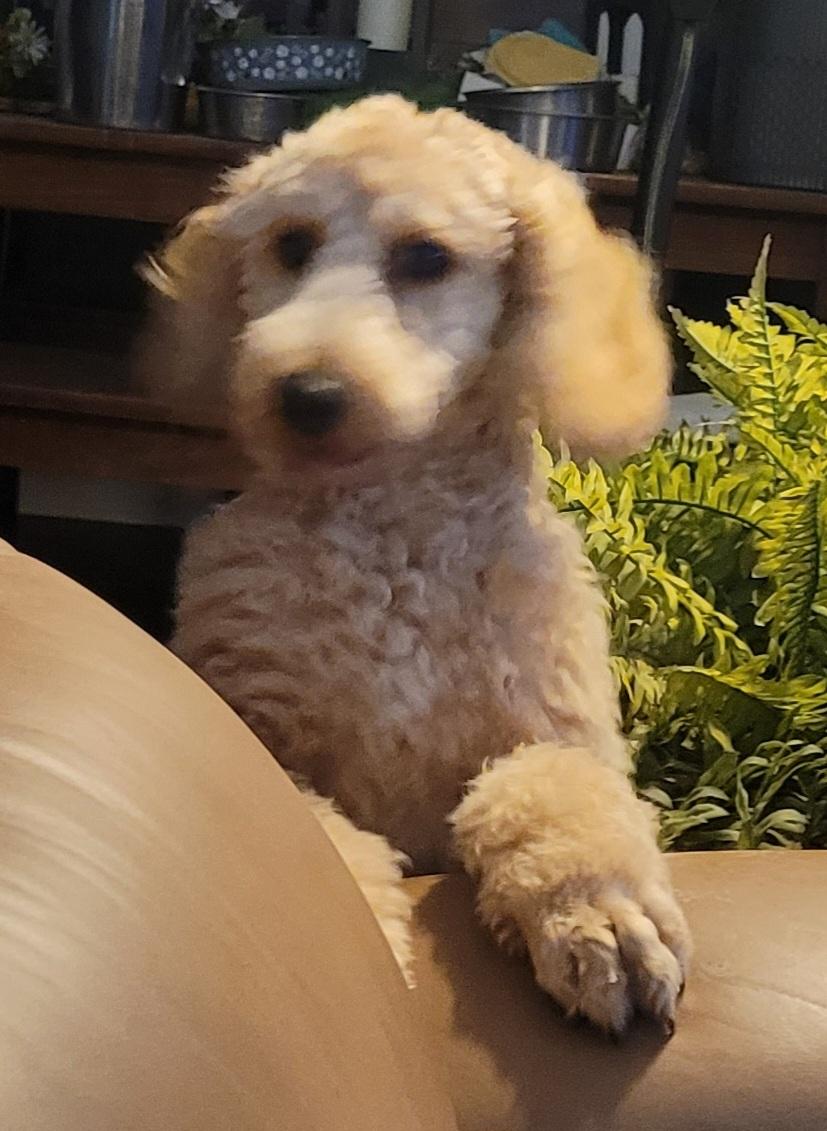 Enlarge Loki, a Adoptable Poodle in Clarksburg, MD image 5/6