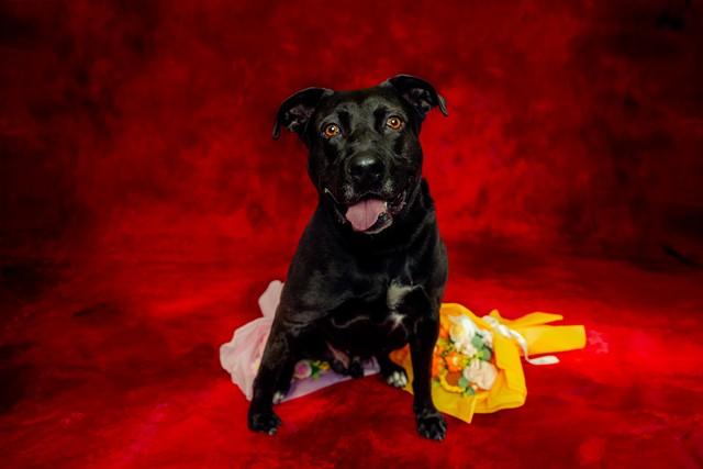 Enlarge BEAR, a Adoptable mixed breed in San Jose, CA image 1/1