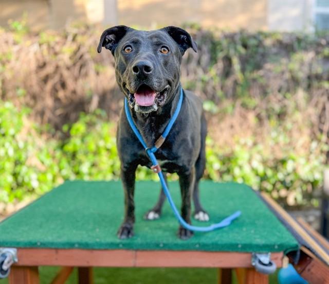 BEAR, Adoptable, Adult Male Labrador Retriever & Pit Bull Terrier.