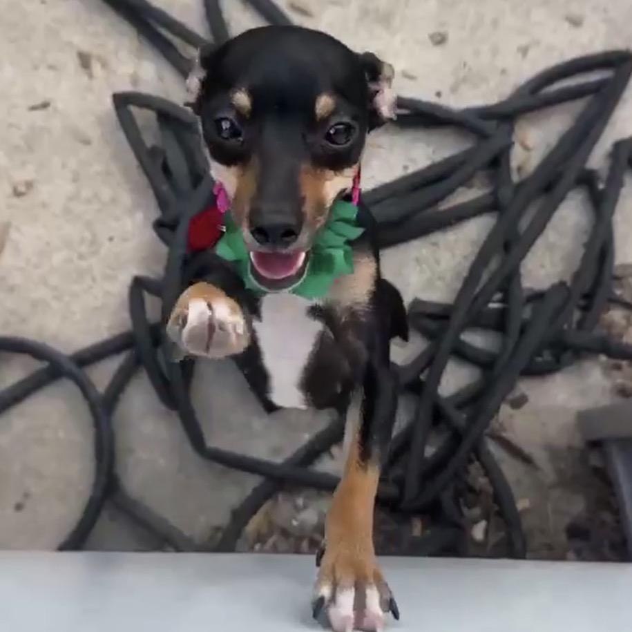 Enlarge Monica, a Adoptable Chihuahua in Katy, TX image 2/3