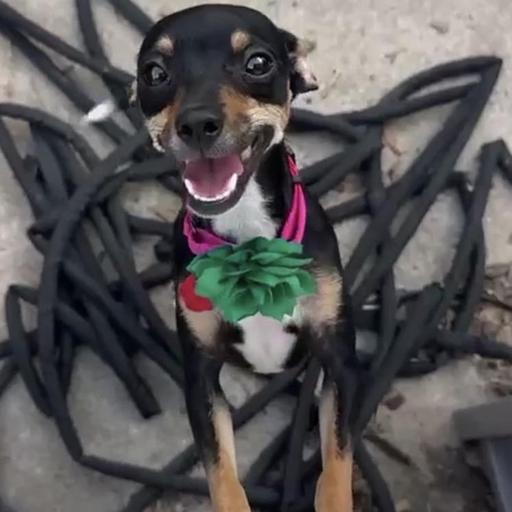 Enlarge Monica, a Adoptable Chihuahua in Katy, TX image 3/3