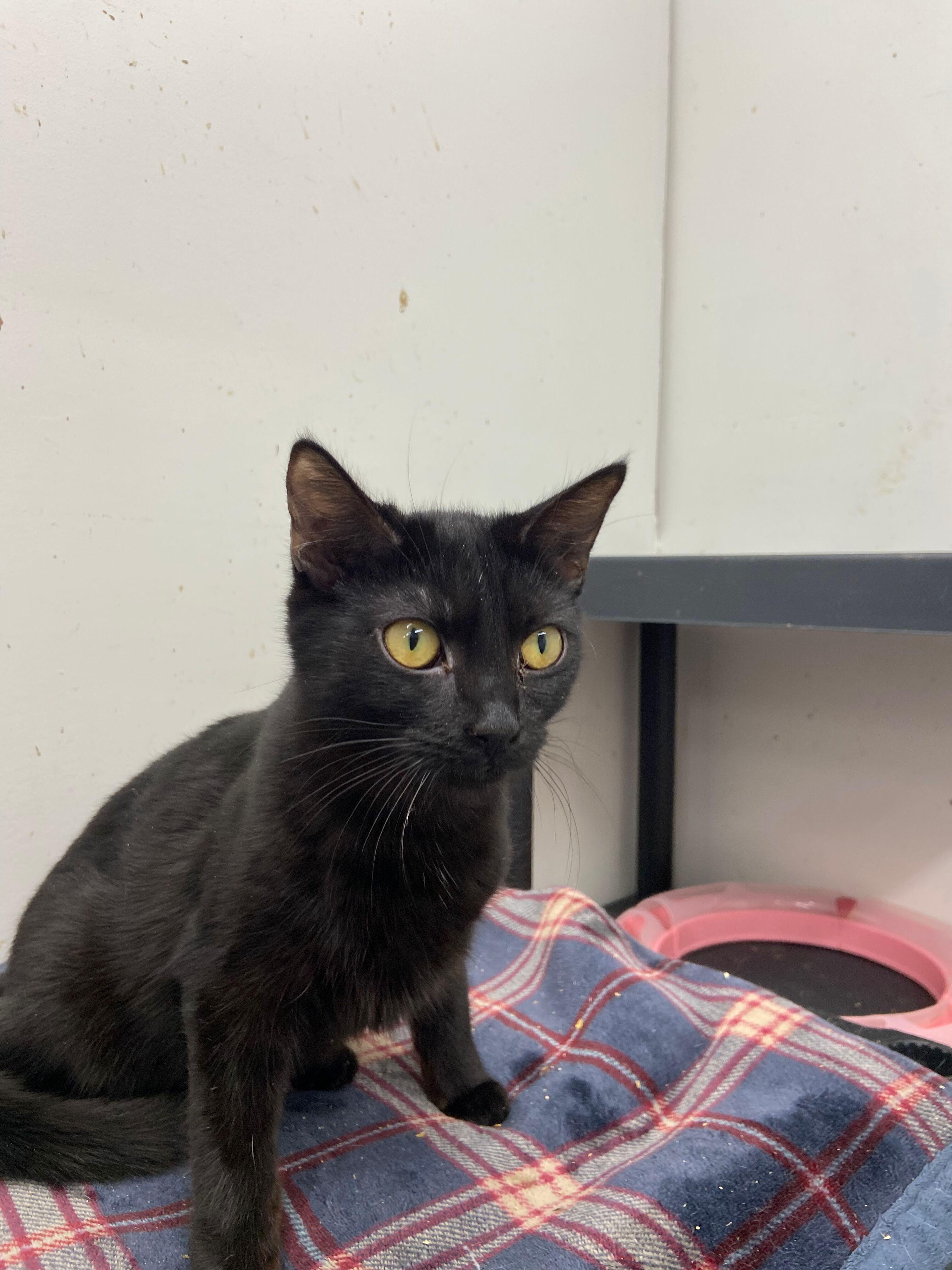 Enlarge HARMONY, an adopted Bombay in Peru, IN image 3/6